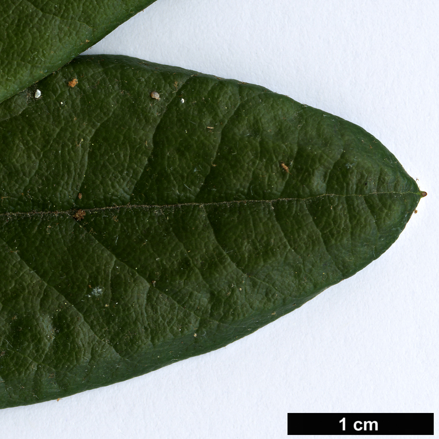 High resolution image: Family: Ericaceae - Genus: Rhododendron - Taxon: microgynum