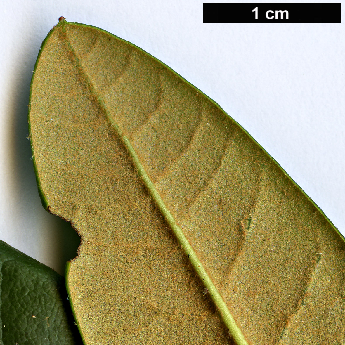 High resolution image: Family: Ericaceae - Genus: Rhododendron - Taxon: microgynum