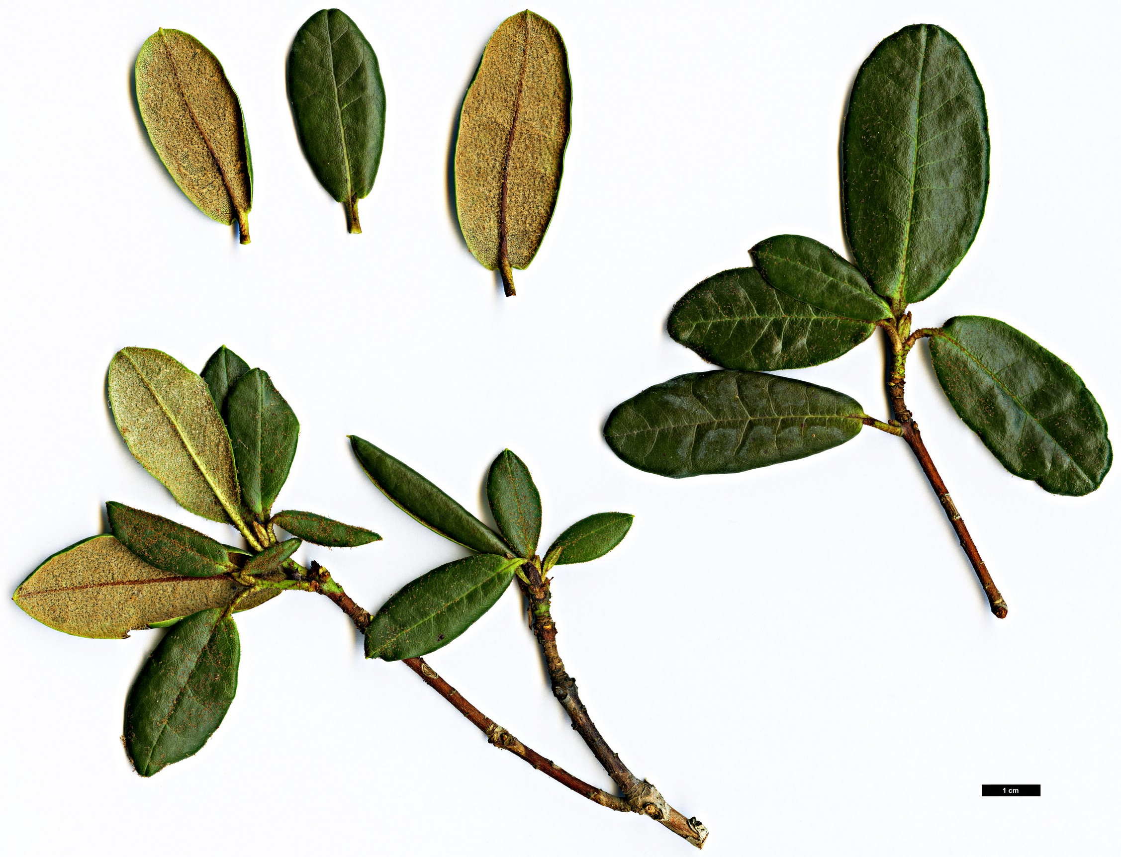 High resolution image: Family: Ericaceae - Genus: Rhododendron - Taxon: miniatum