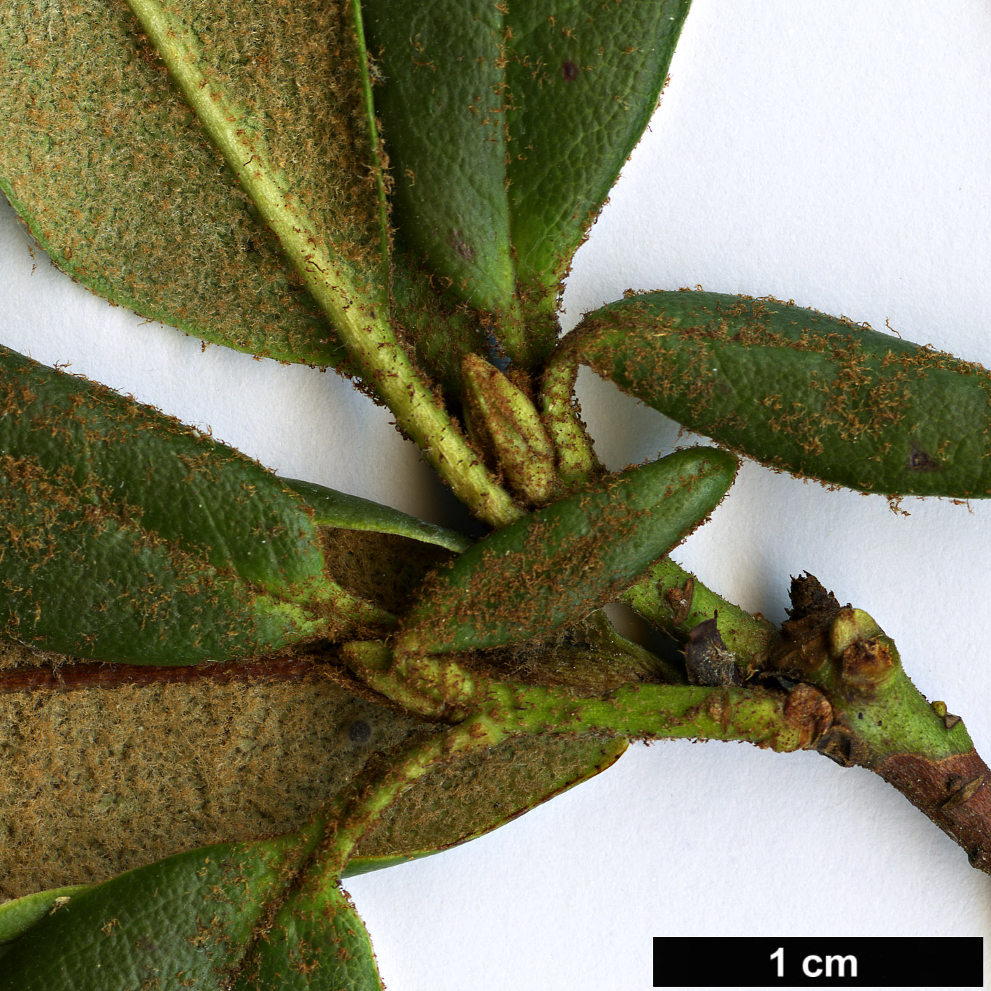 High resolution image: Family: Ericaceae - Genus: Rhododendron - Taxon: miniatum