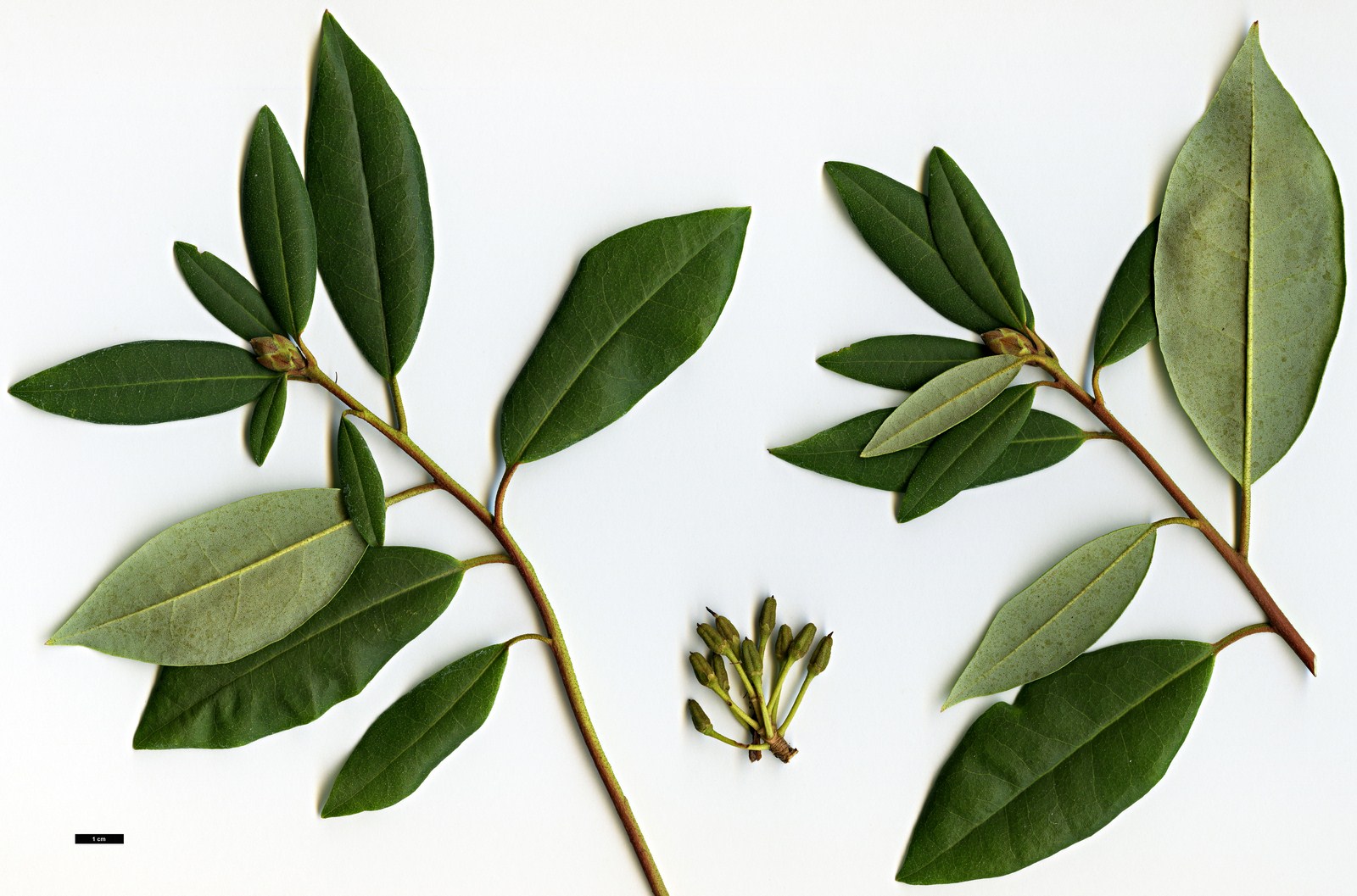 High resolution image: Family: Ericaceae - Genus: Rhododendron - Taxon: minus