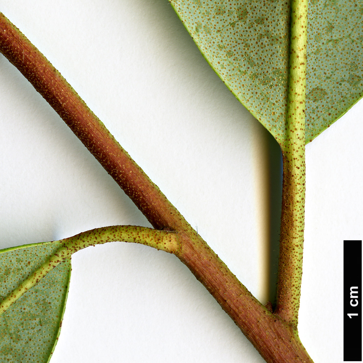 High resolution image: Family: Ericaceae - Genus: Rhododendron - Taxon: minus