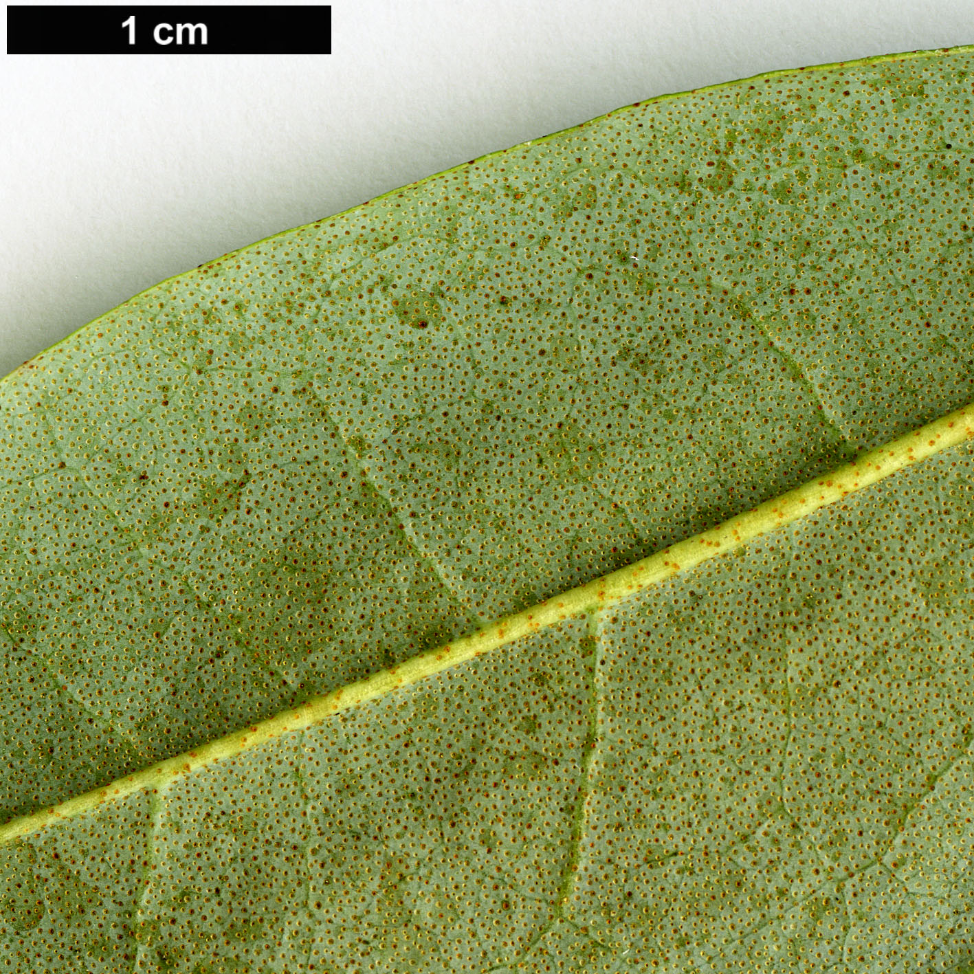 High resolution image: Family: Ericaceae - Genus: Rhododendron - Taxon: minus