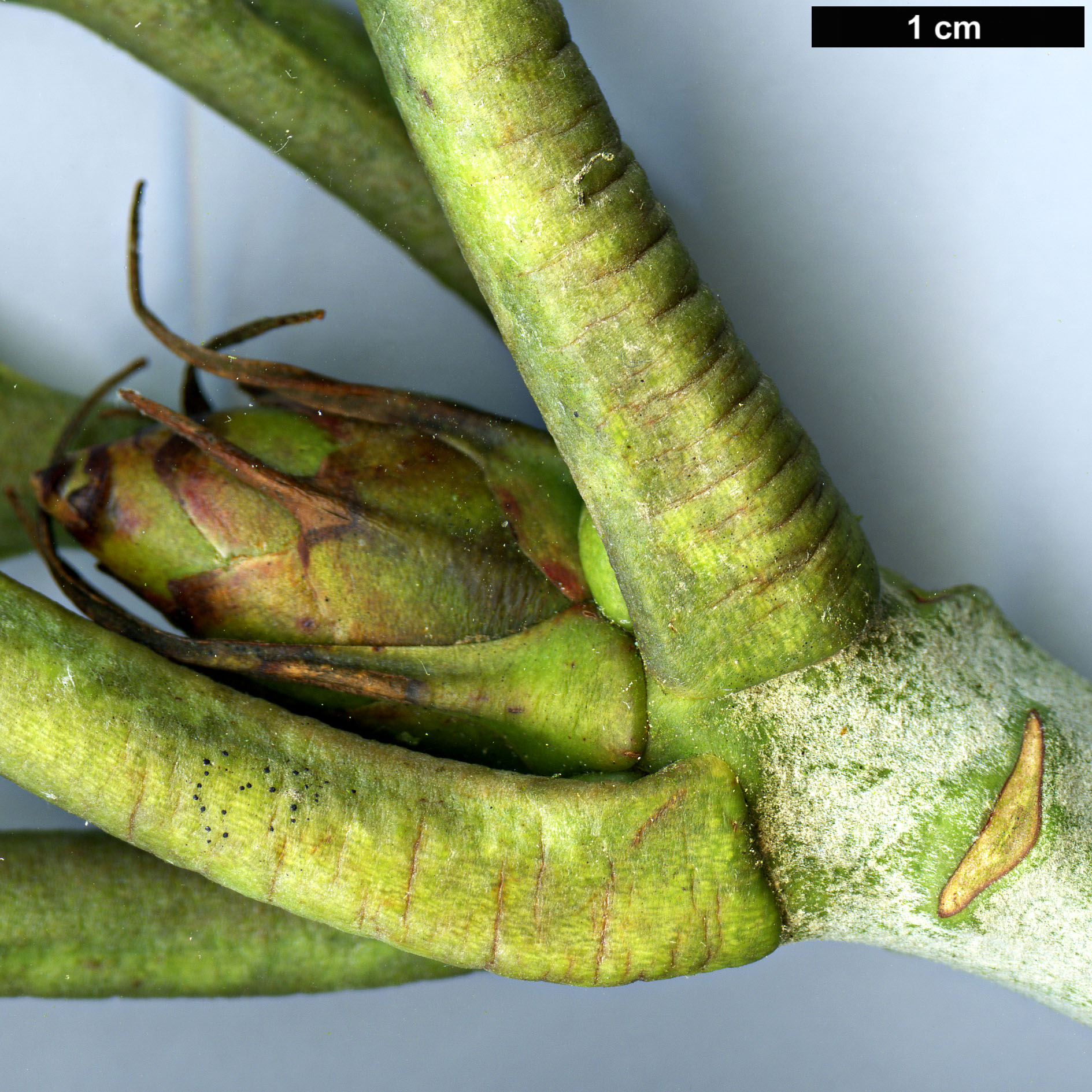 High resolution image: Family: Ericaceae - Genus: Rhododendron - Taxon: montroseanum