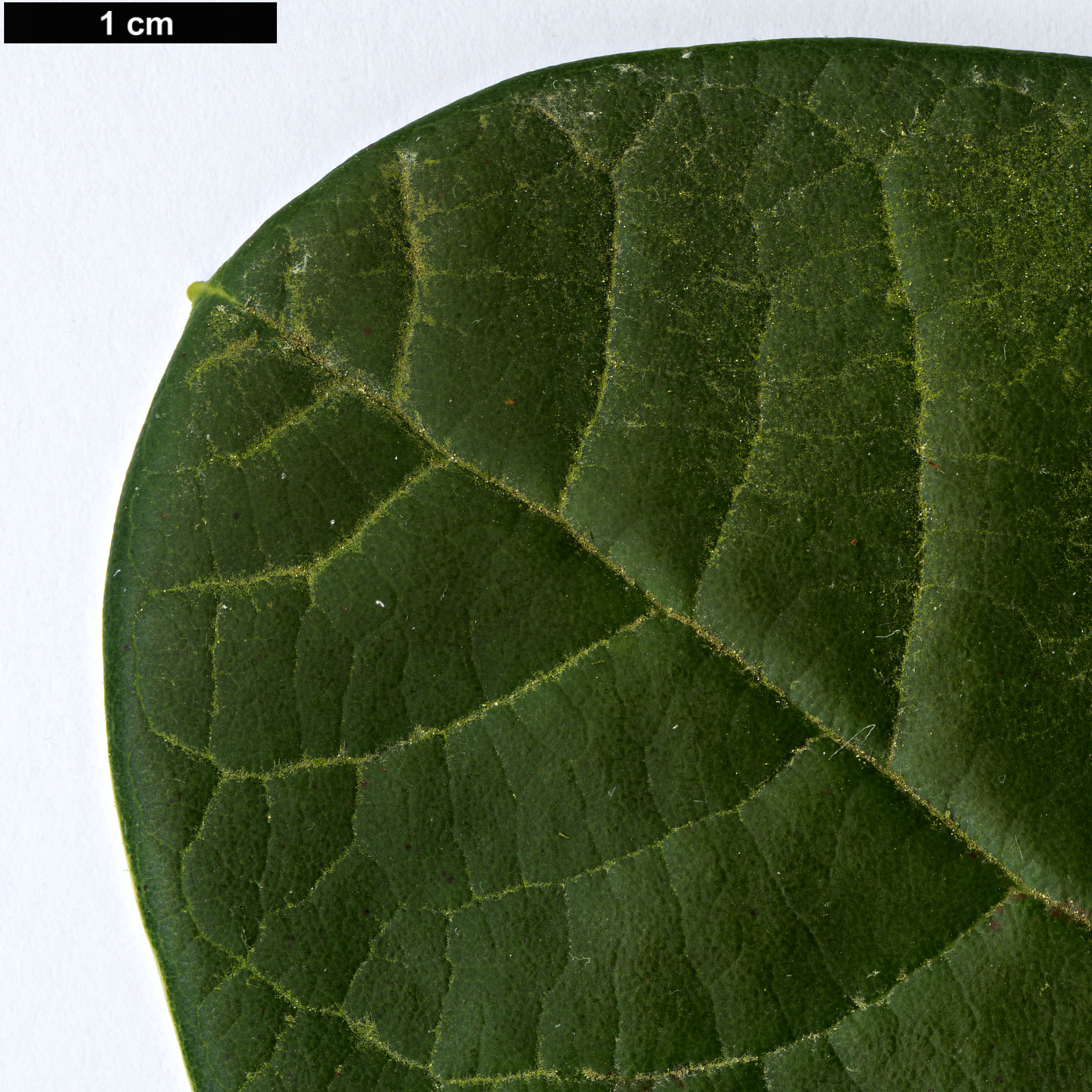 High resolution image: Family: Ericaceae - Genus: Rhododendron - Taxon: montroseanum