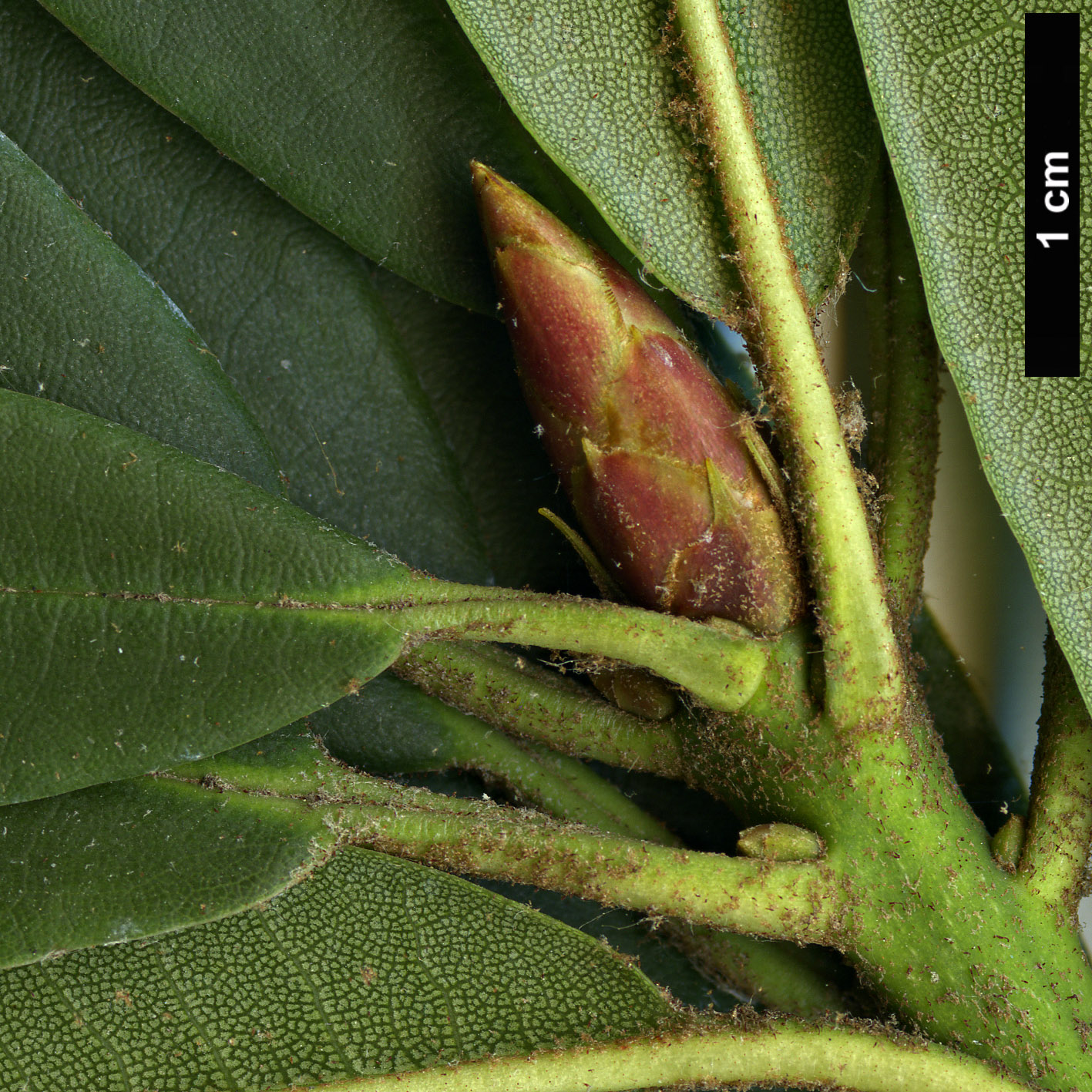 High resolution image: Family: Ericaceae - Genus: Rhododendron - Taxon: morii