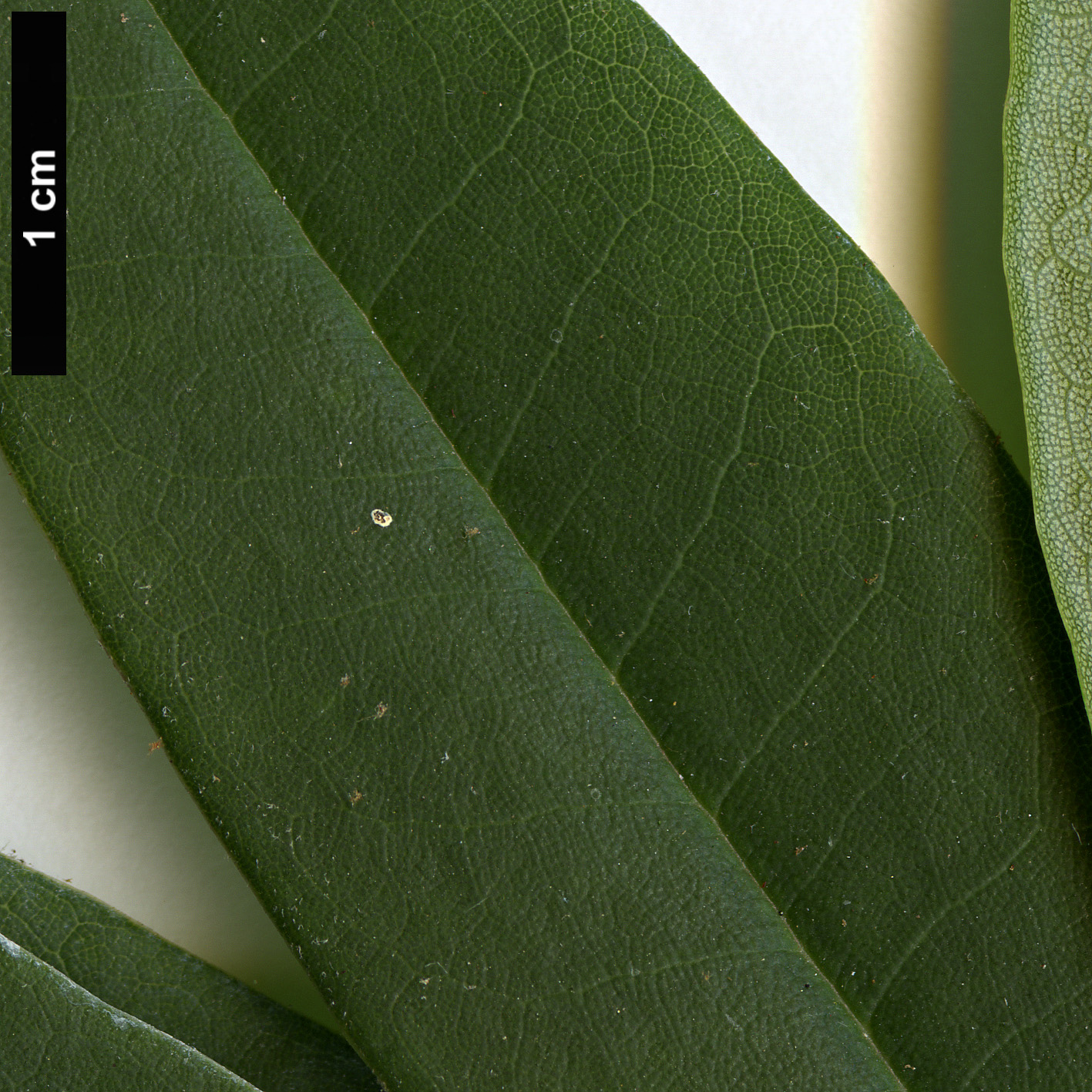 High resolution image: Family: Ericaceae - Genus: Rhododendron - Taxon: morii