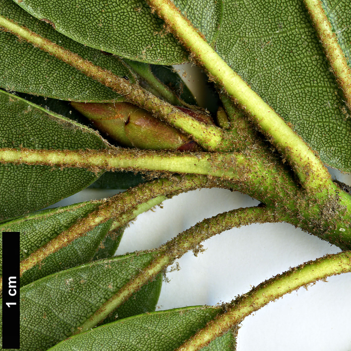 High resolution image: Family: Ericaceae - Genus: Rhododendron - Taxon: morii