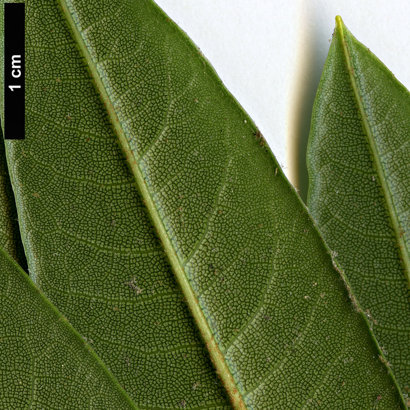 High resolution image: Family: Ericaceae - Genus: Rhododendron - Taxon: morii