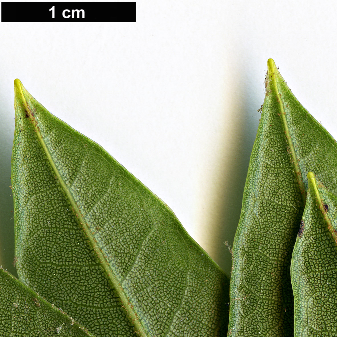 High resolution image: Family: Ericaceae - Genus: Rhododendron - Taxon: morii