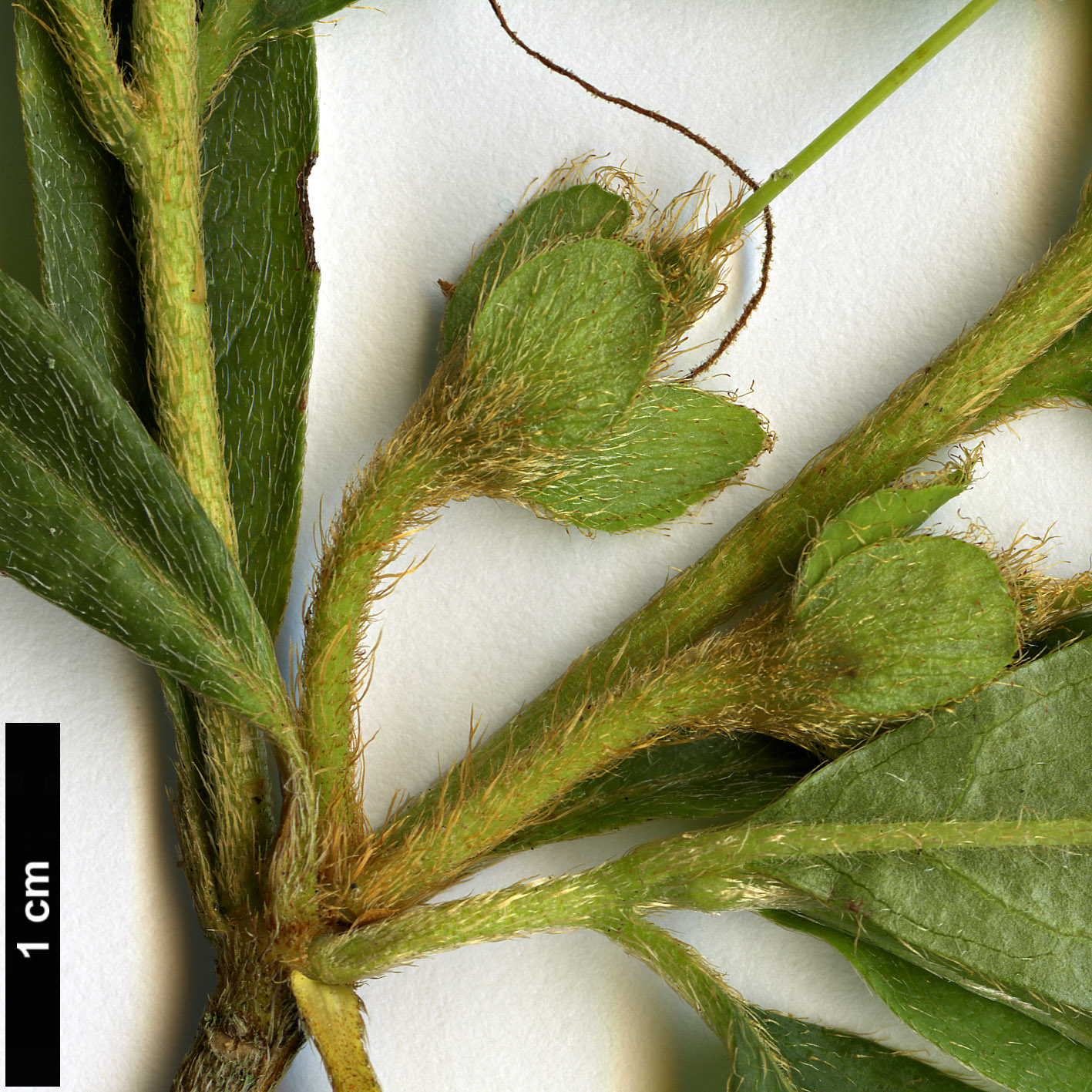 High resolution image: Family: Ericaceae - Genus: Rhododendron - Taxon: mucronatum