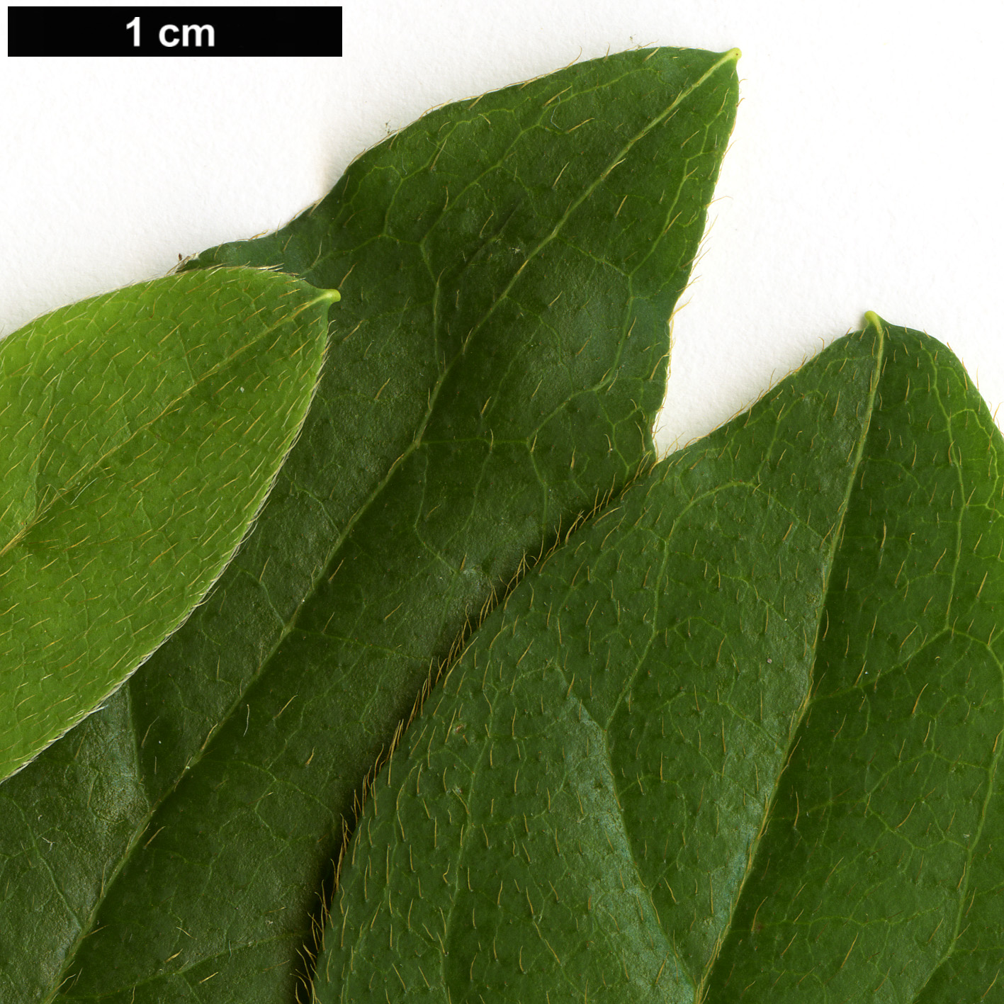 High resolution image: Family: Ericaceae - Genus: Rhododendron - Taxon: mucronatum