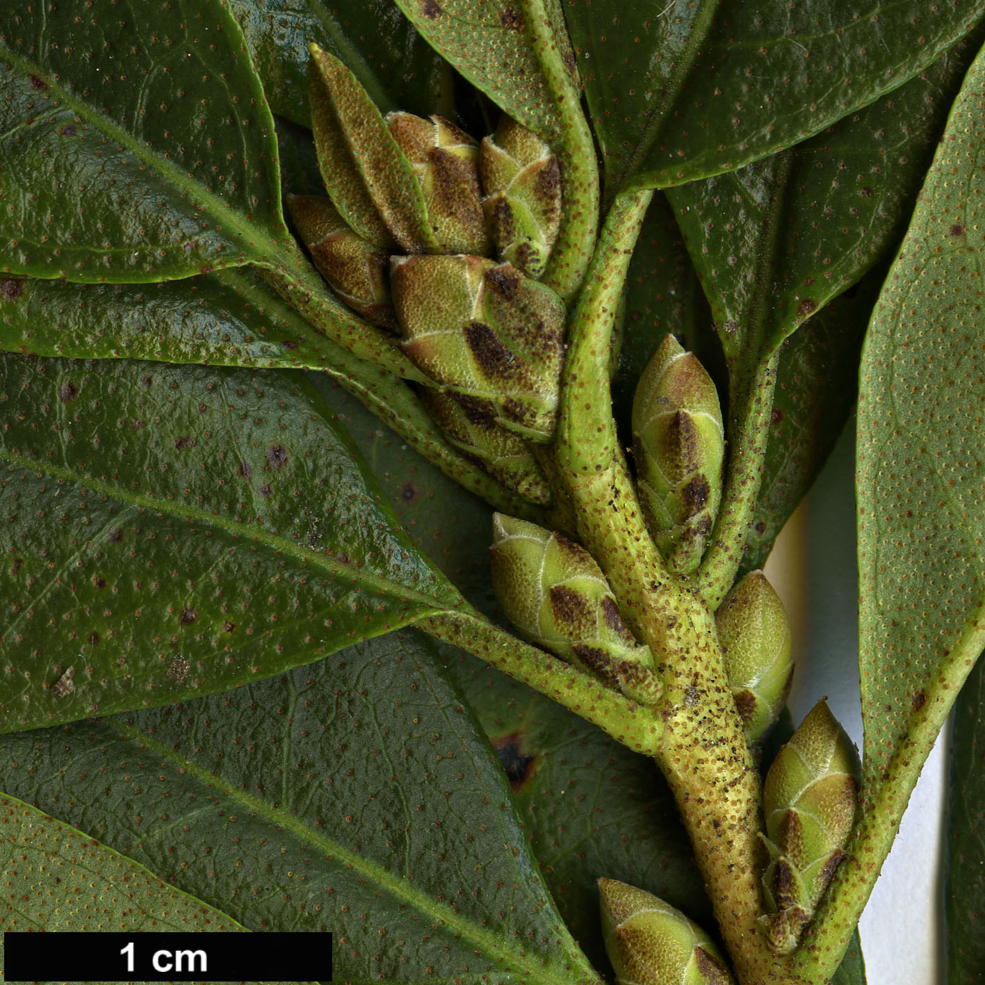 High resolution image: Family: Ericaceae - Genus: Rhododendron - Taxon: mucronlulatum