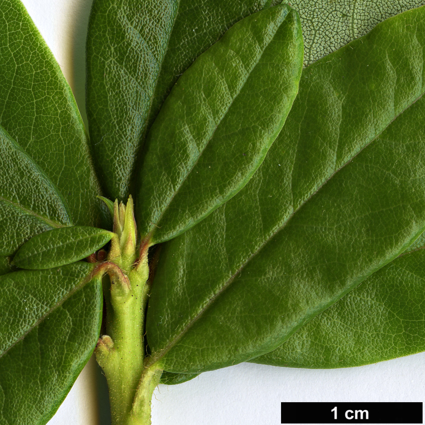High resolution image: Family: Ericaceae - Genus: Rhododendron - Taxon: neoglandulosum