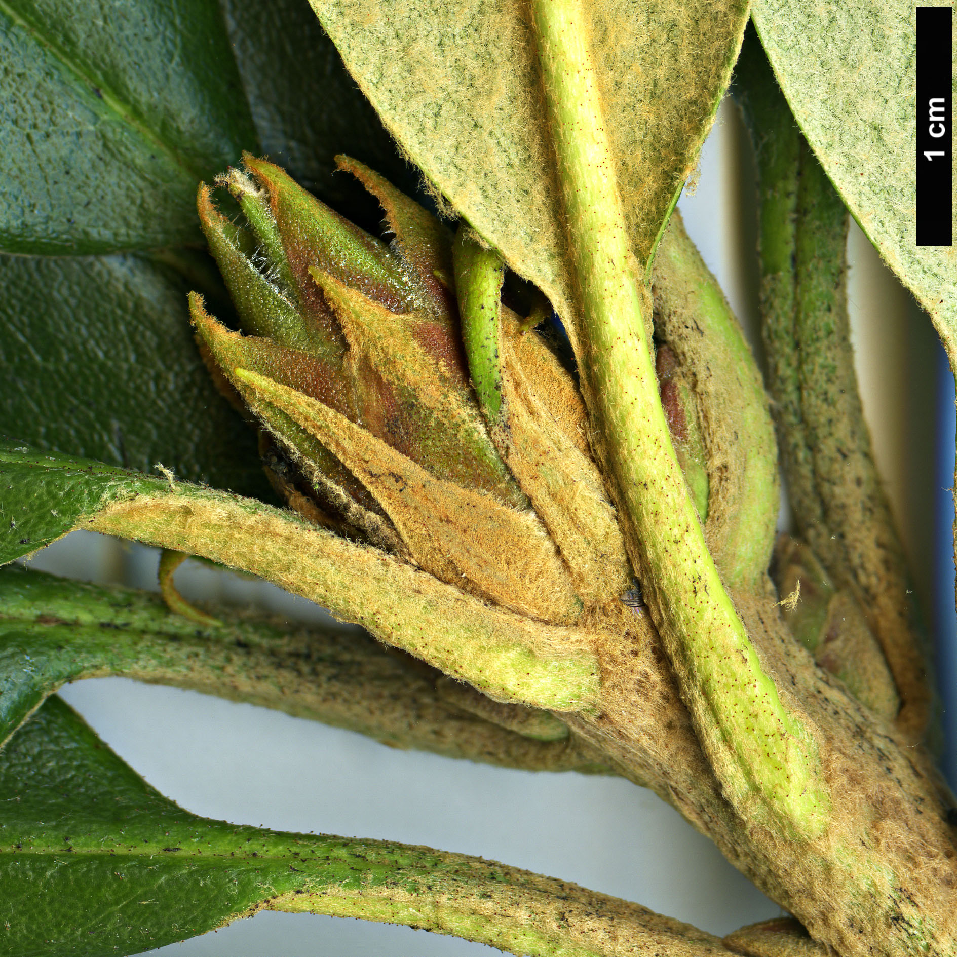 High resolution image: Family: Ericaceae - Genus: Rhododendron - Taxon: nigroglandulosum