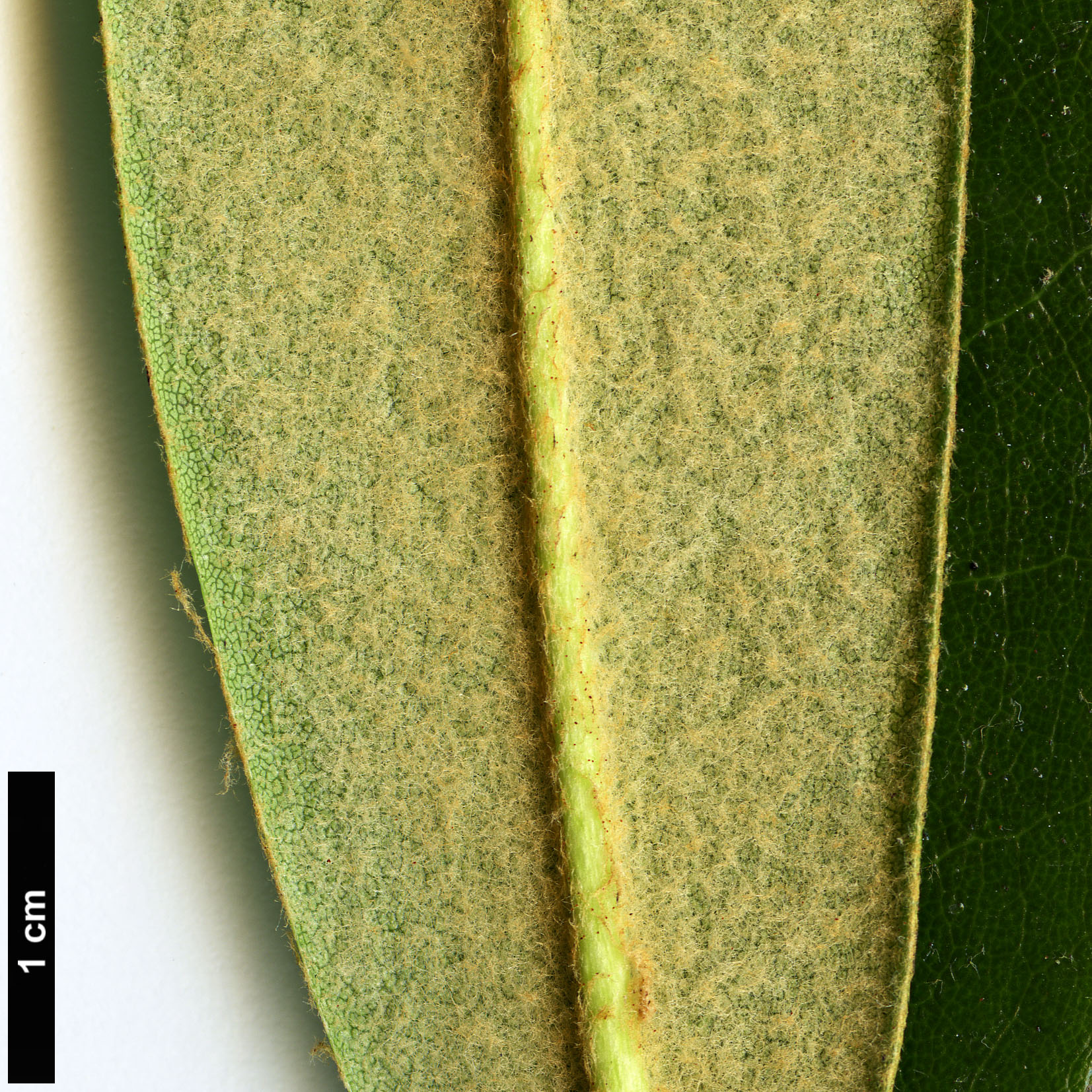 High resolution image: Family: Ericaceae - Genus: Rhododendron - Taxon: nigroglandulosum
