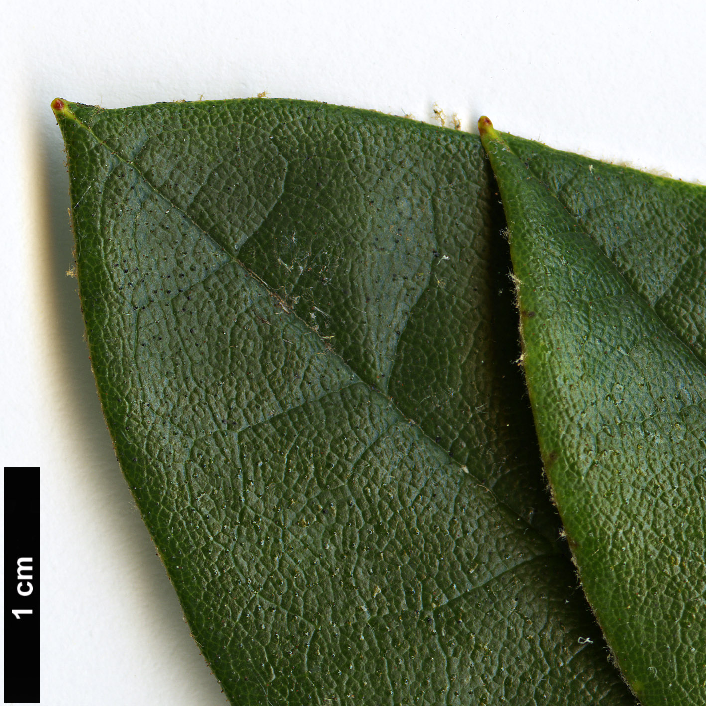 High resolution image: Family: Ericaceae - Genus: Rhododendron - Taxon: nigroglandulosum