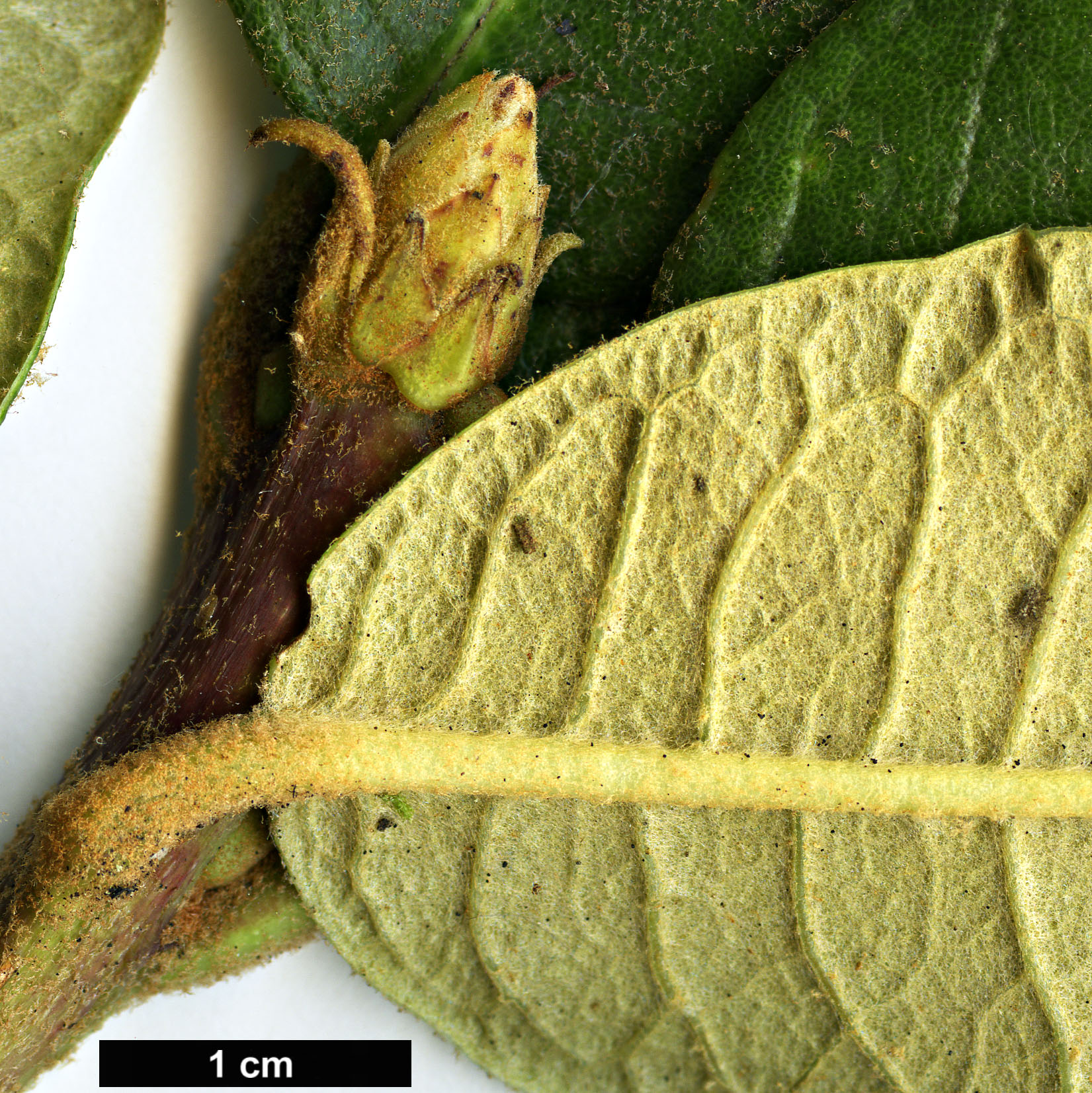 High resolution image: Family: Ericaceae - Genus: Rhododendron - Taxon: nilagiricum