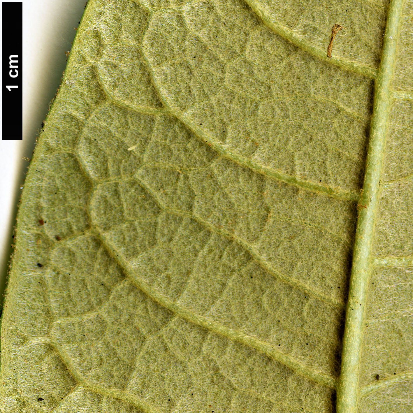 High resolution image: Family: Ericaceae - Genus: Rhododendron - Taxon: nilagiricum