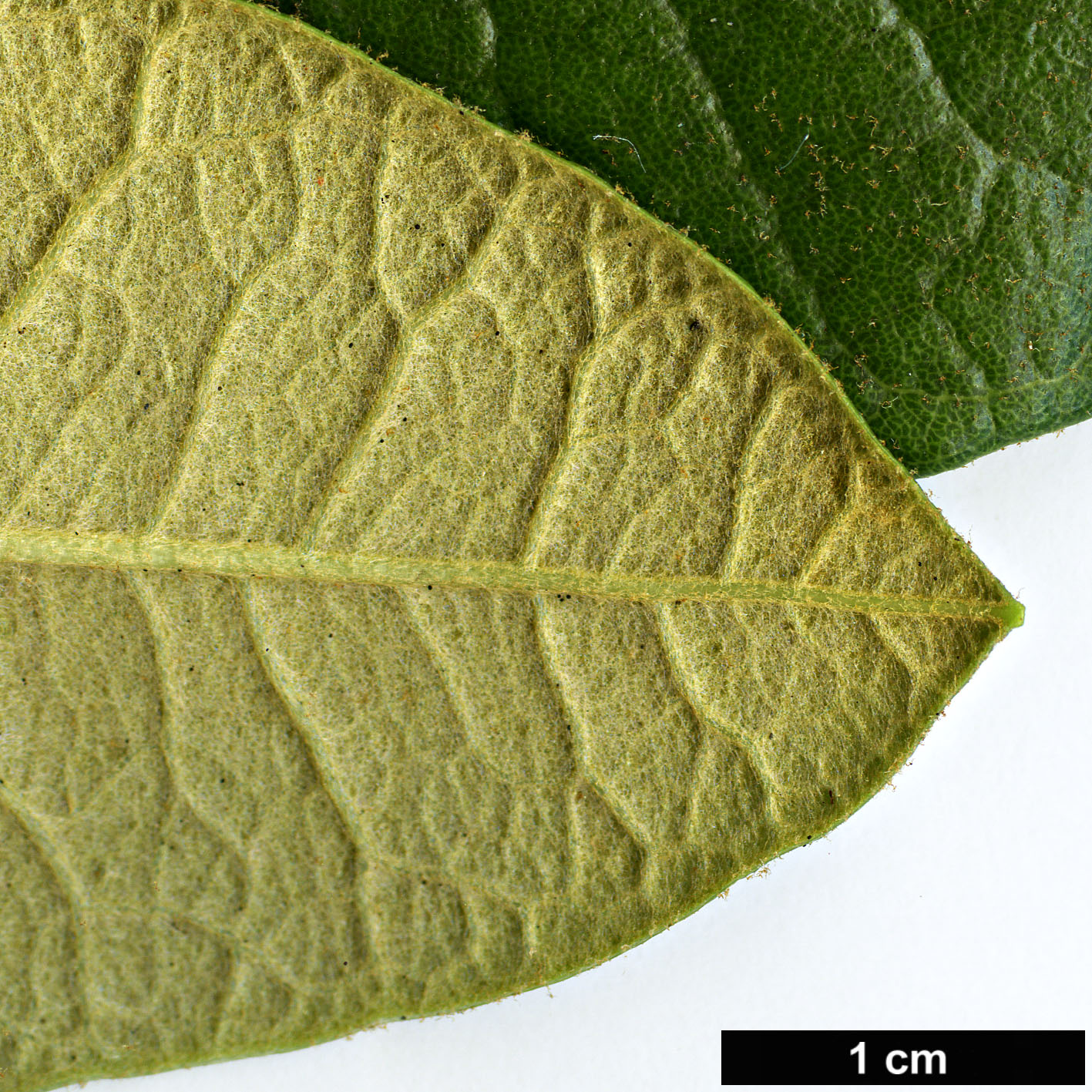 High resolution image: Family: Ericaceae - Genus: Rhododendron - Taxon: nilagiricum