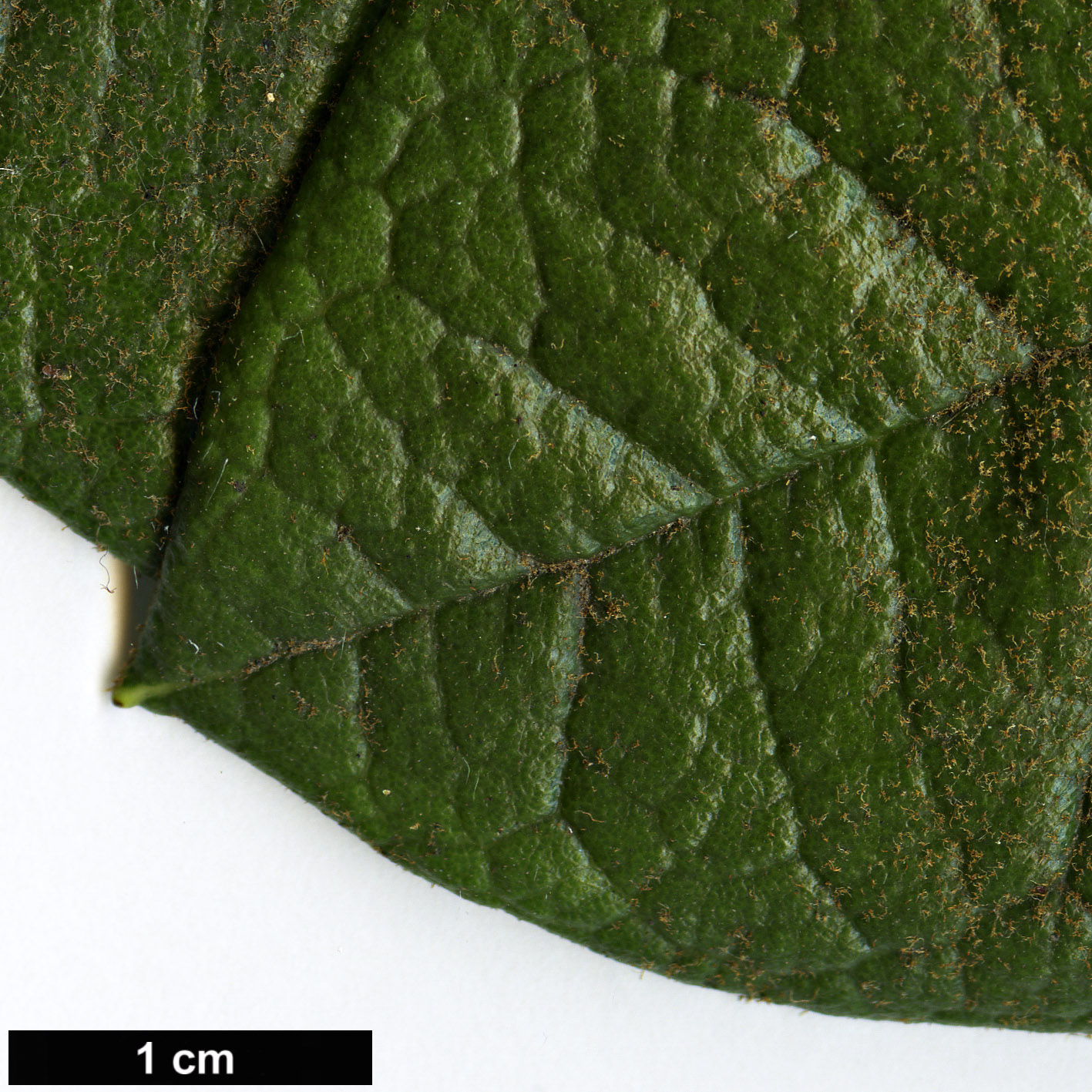 High resolution image: Family: Ericaceae - Genus: Rhododendron - Taxon: nilagiricum