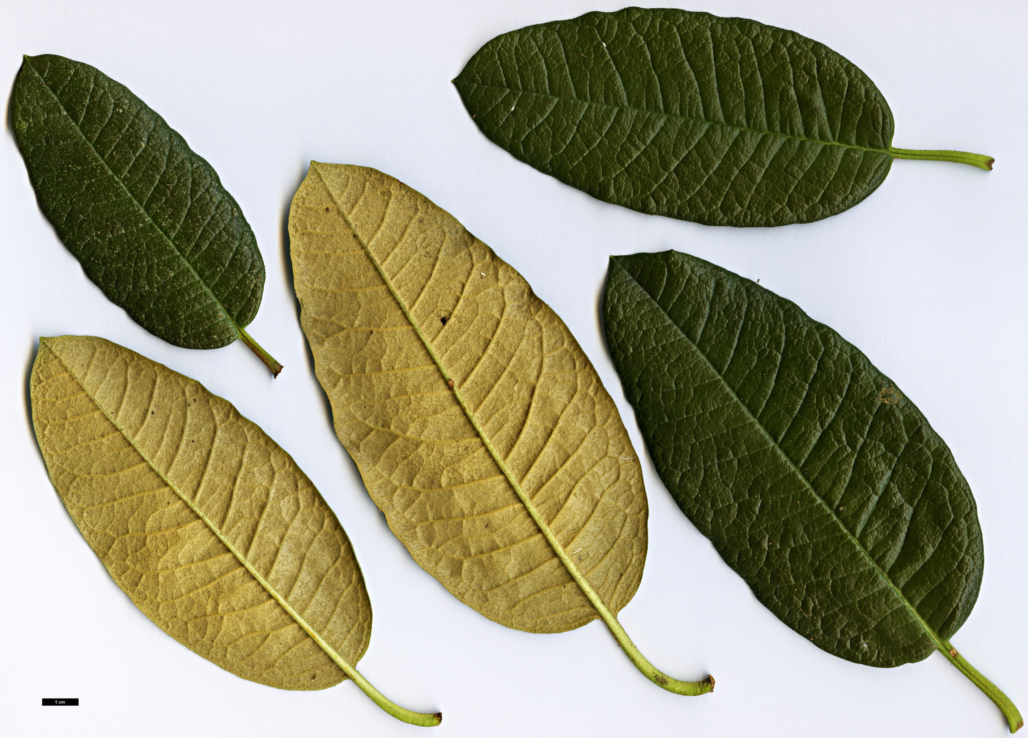 High resolution image: Family: Ericaceae - Genus: Rhododendron - Taxon: nilagiricum