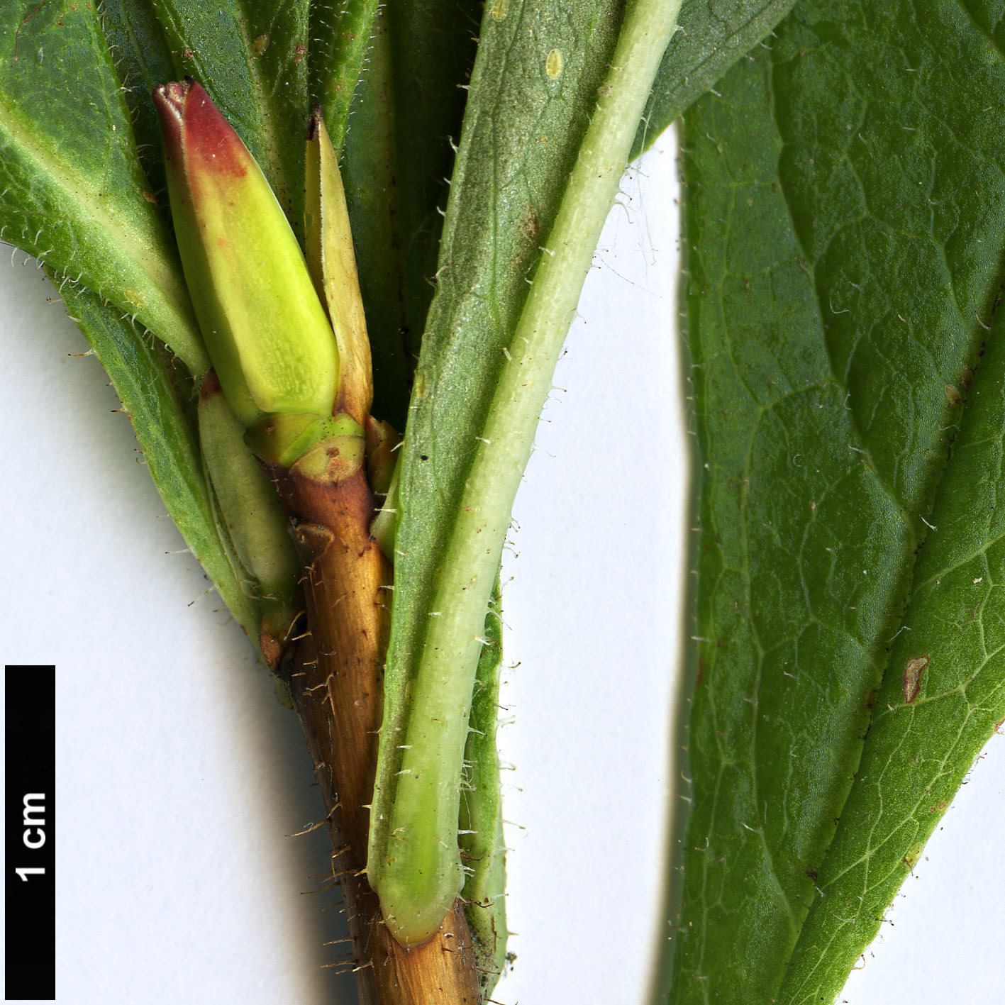 High resolution image: Family: Ericaceae - Genus: Rhododendron - Taxon: nipponicum