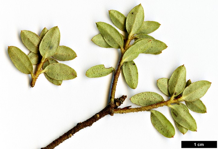 High resolution image: Family: Ericaceae - Genus: Rhododendron - Taxon: nitidulum