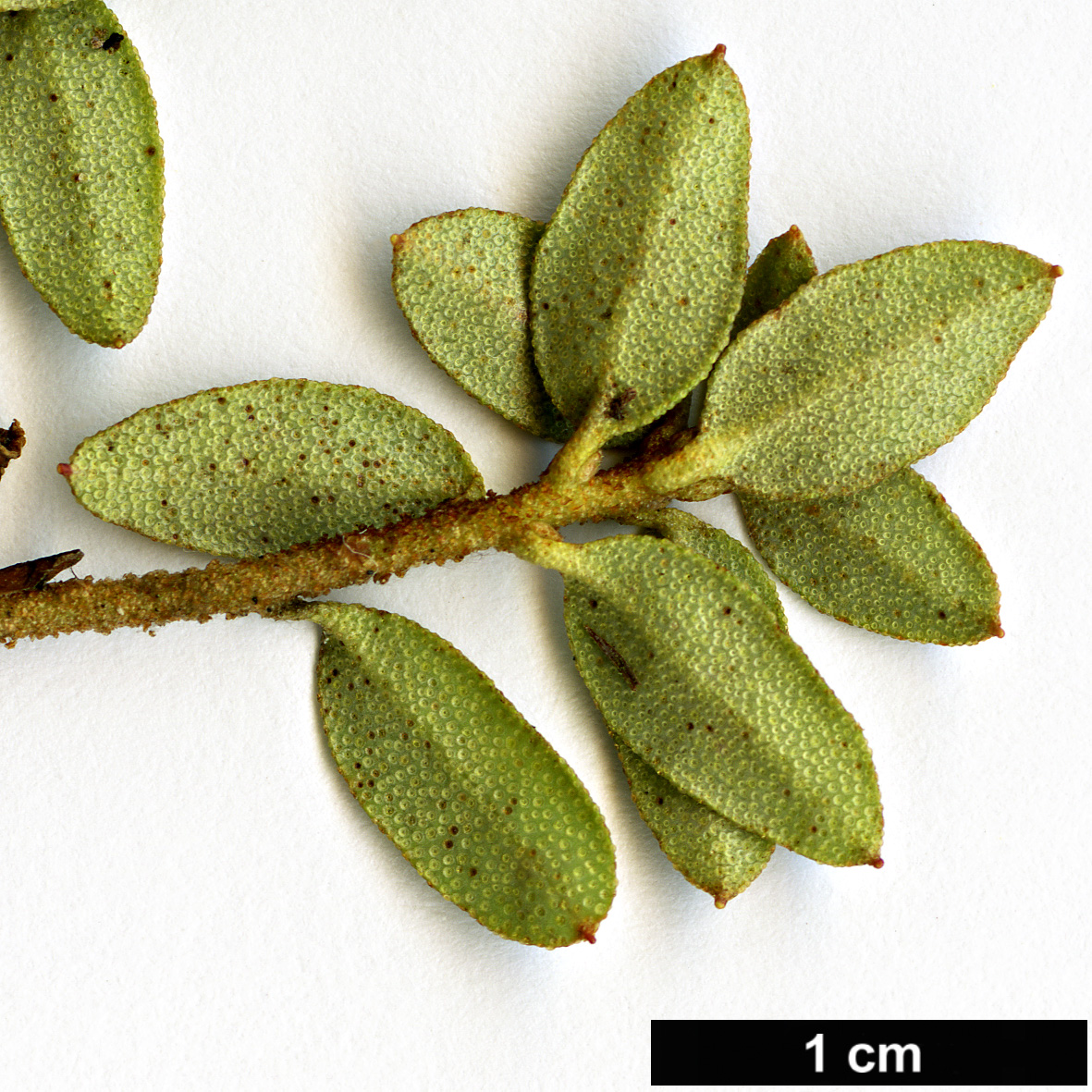 High resolution image: Family: Ericaceae - Genus: Rhododendron - Taxon: nitidulum