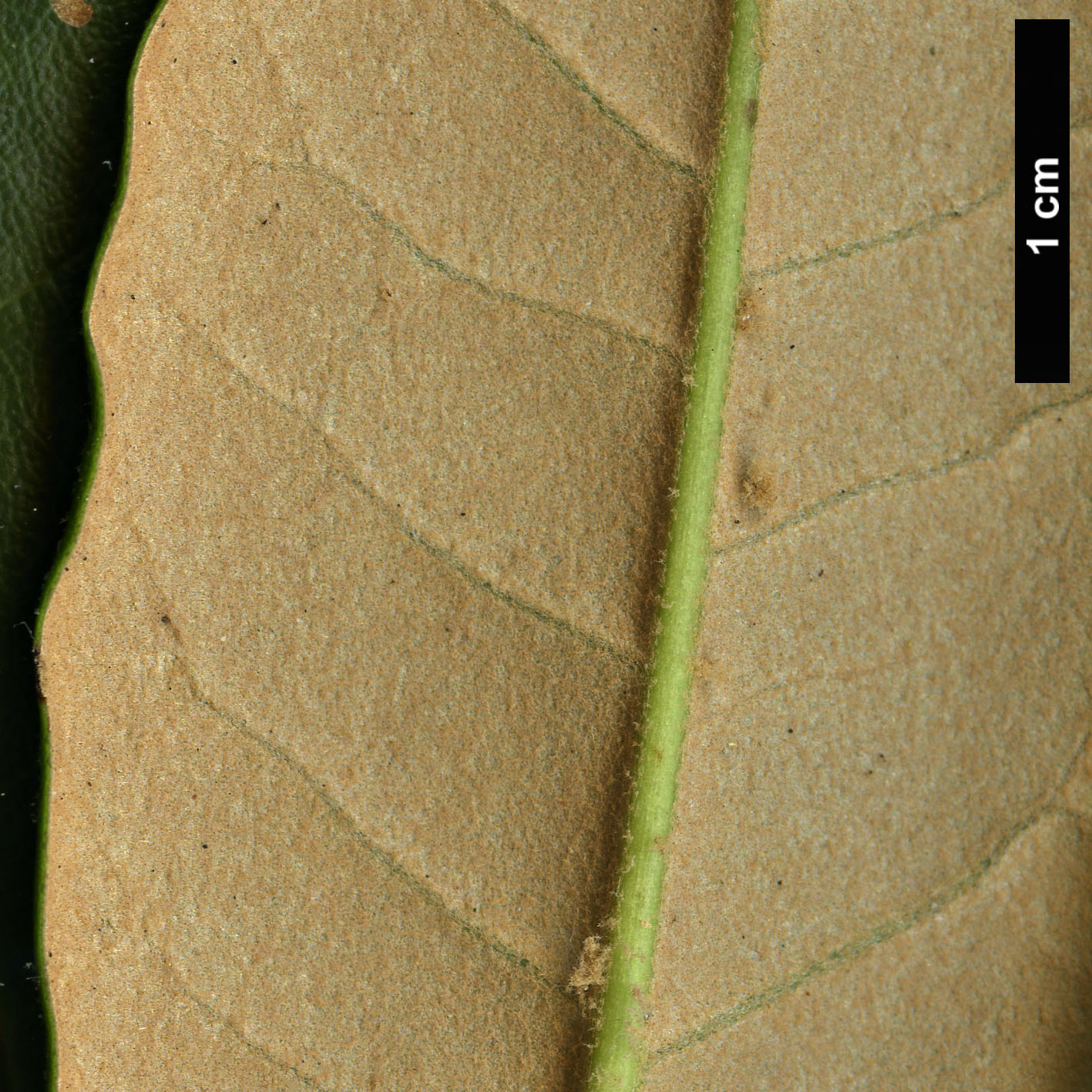 High resolution image: Family: Ericaceae - Genus: Rhododendron - Taxon: niveum