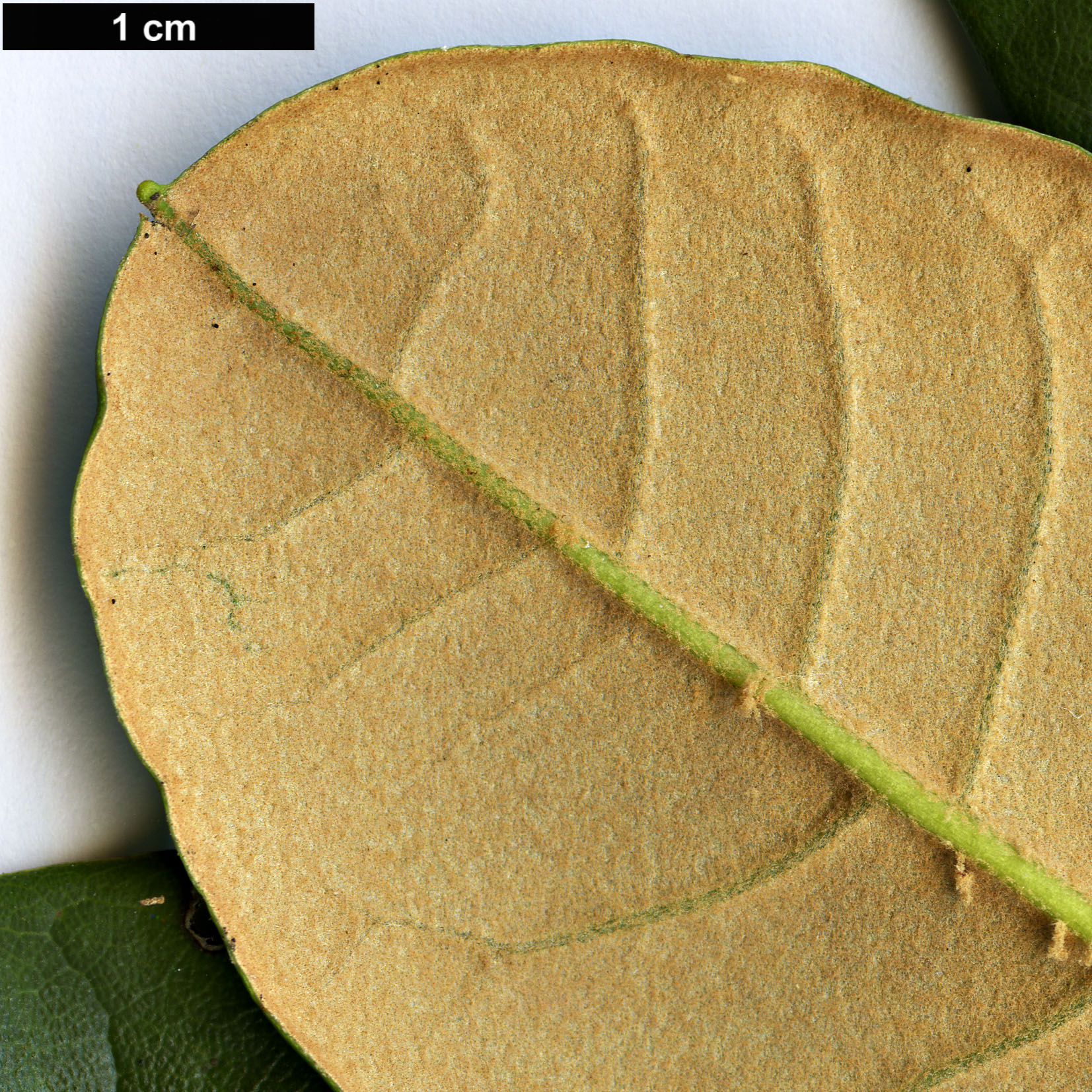 High resolution image: Family: Ericaceae - Genus: Rhododendron - Taxon: niveum