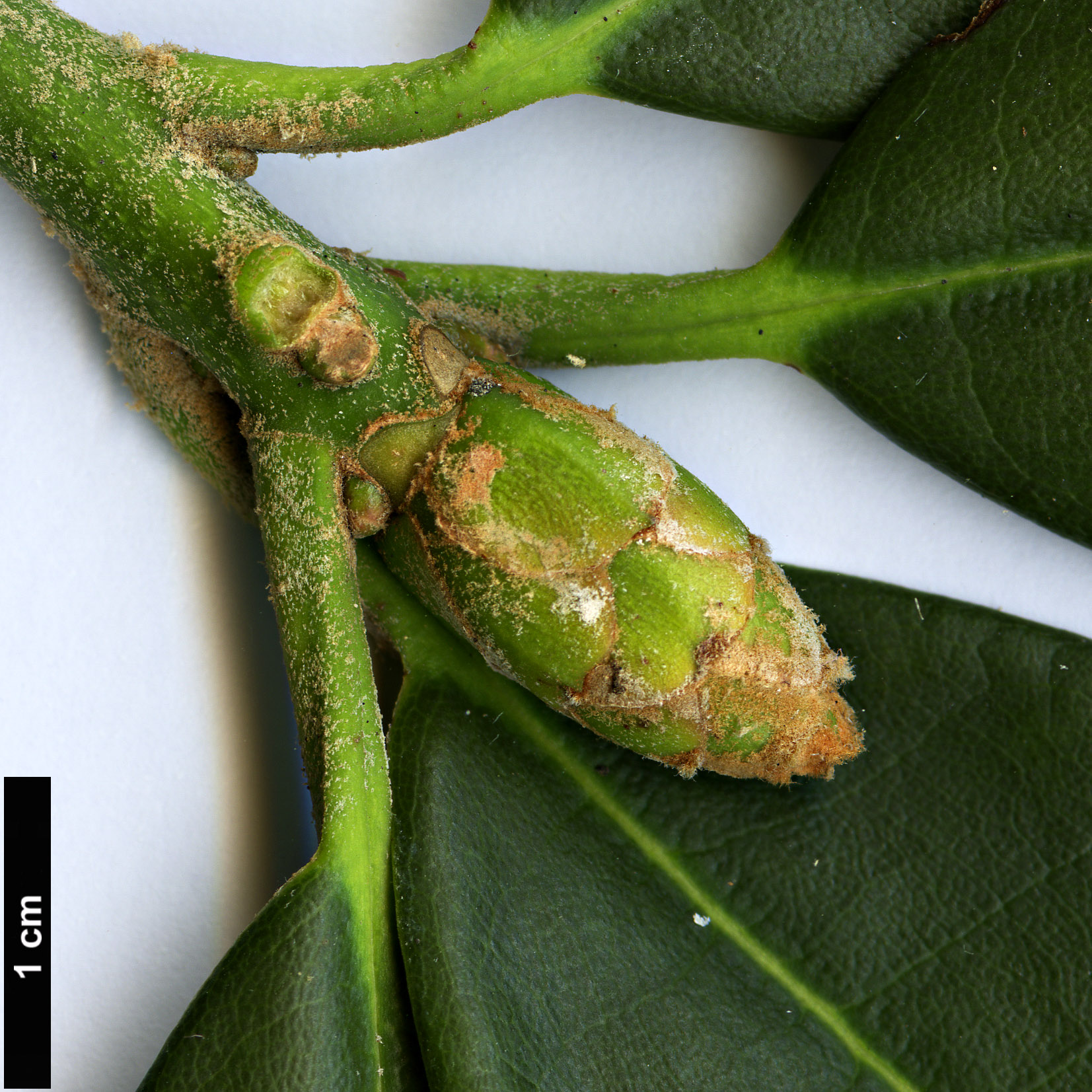 High resolution image: Family: Ericaceae - Genus: Rhododendron - Taxon: niveum