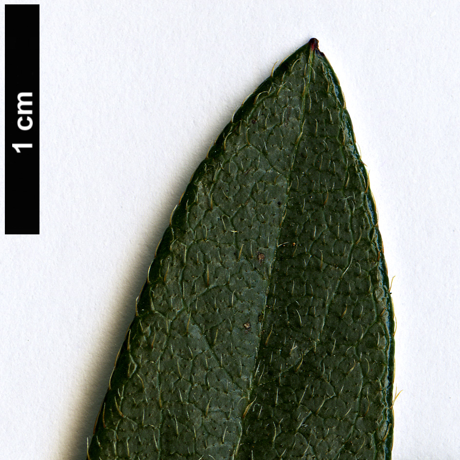 High resolution image: Family: Ericaceae - Genus: Rhododendron - Taxon: noriakianum