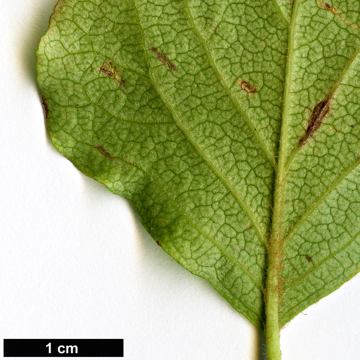 High resolution image: Family: Ericaceae - Genus: Rhododendron - Taxon: nudipes