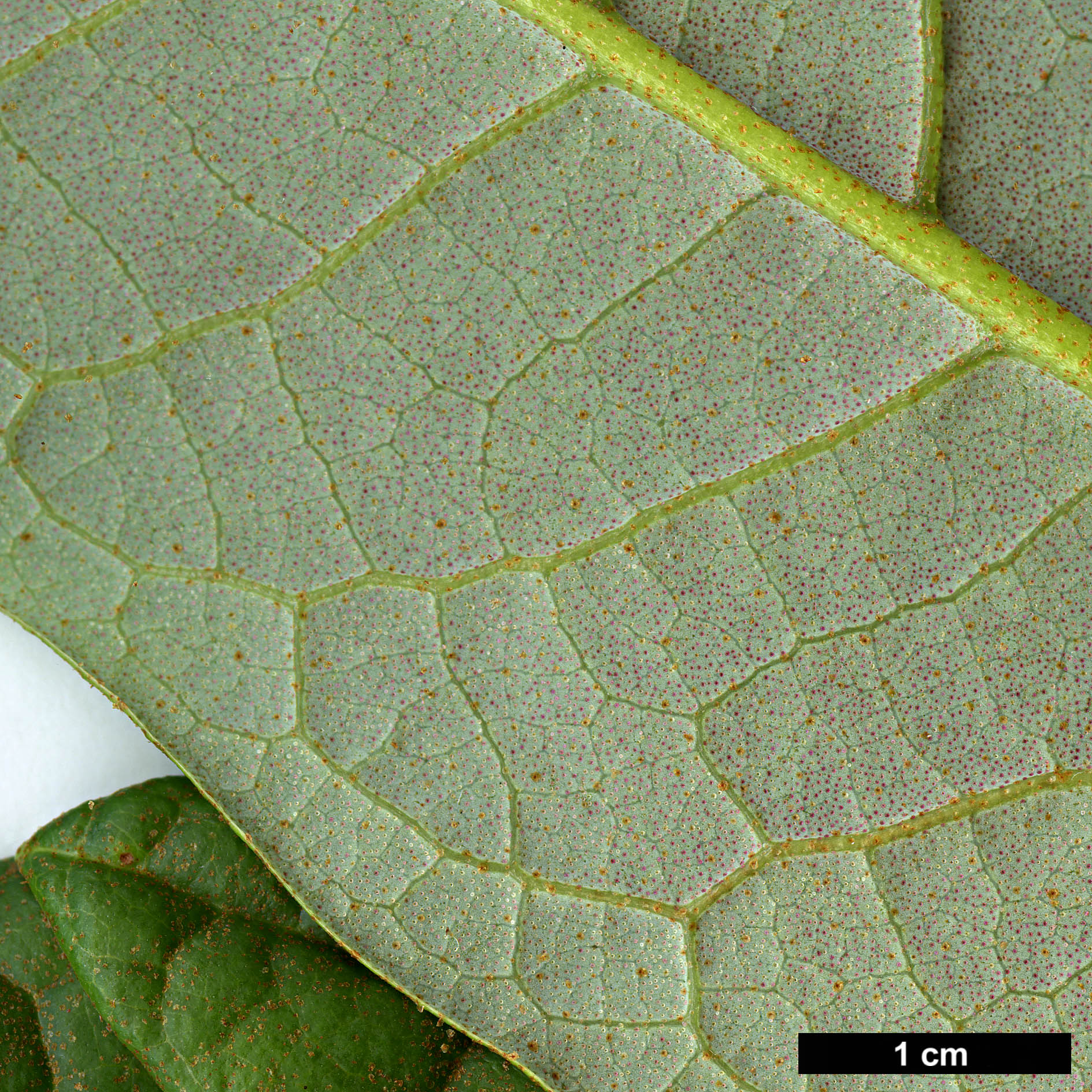 High resolution image: Family: Ericaceae - Genus: Rhododendron - Taxon: nuttallii