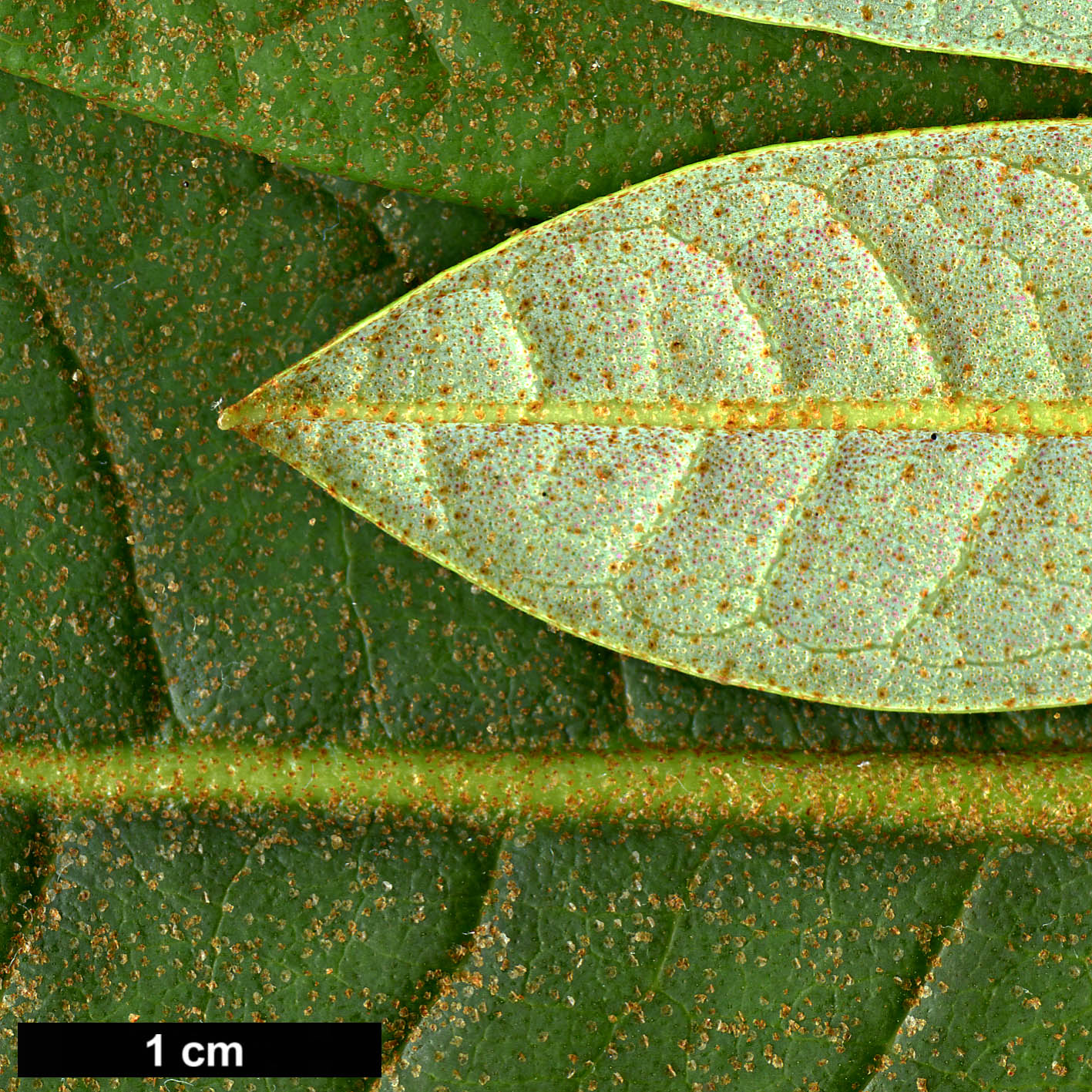 High resolution image: Family: Ericaceae - Genus: Rhododendron - Taxon: nuttallii