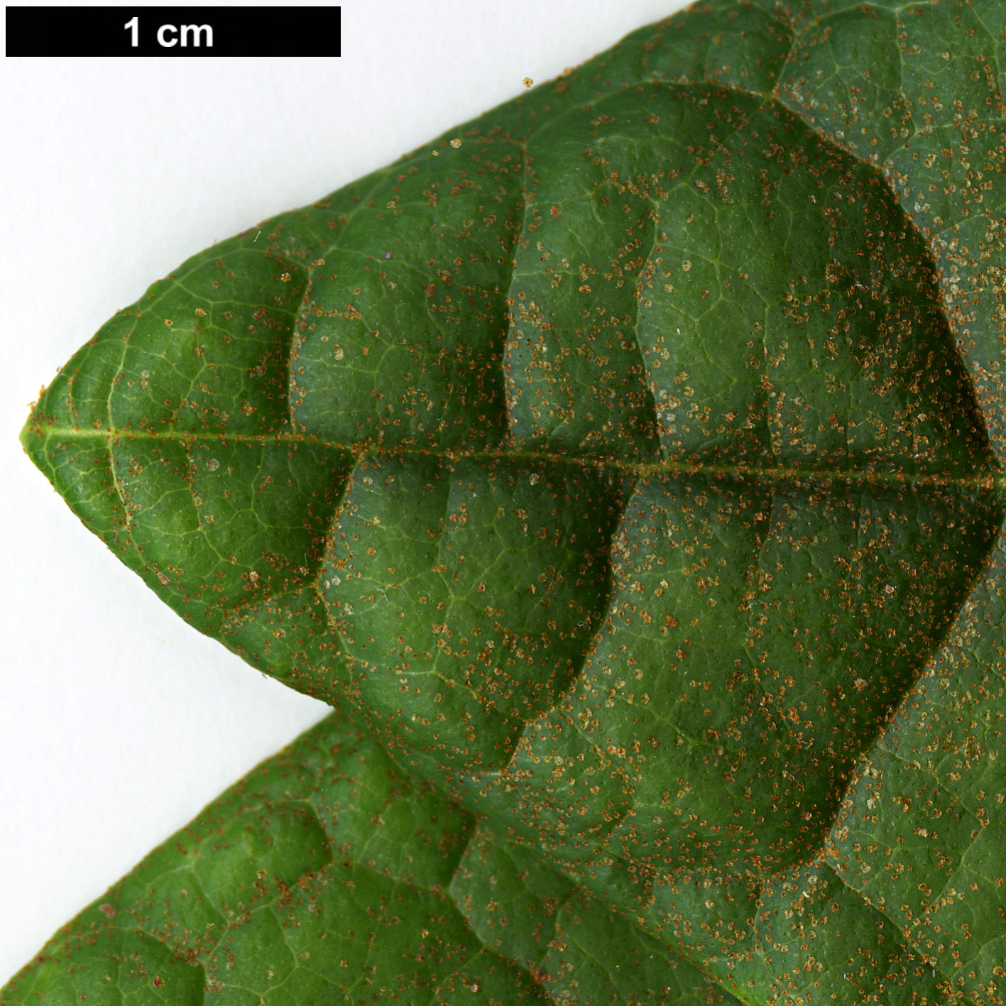 High resolution image: Family: Ericaceae - Genus: Rhododendron - Taxon: nuttallii