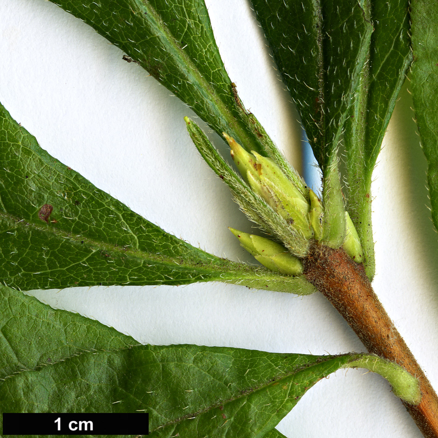 High resolution image: Family: Ericaceae - Genus: Rhododendron - Taxon: occidentale