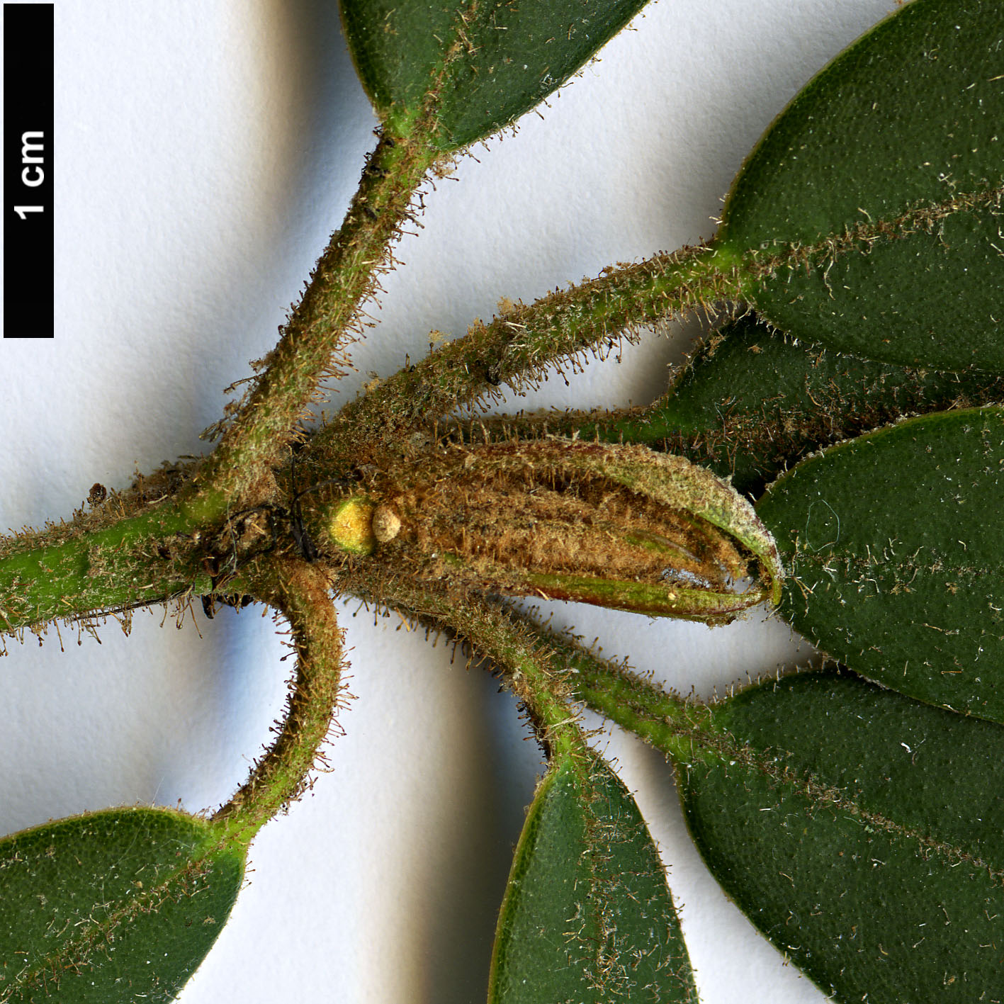 High resolution image: Family: Ericaceae - Genus: Rhododendron - Taxon: ochraceum