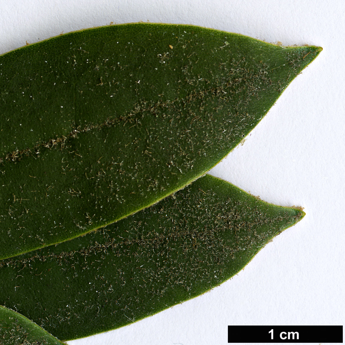 High resolution image: Family: Ericaceae - Genus: Rhododendron - Taxon: ochraceum