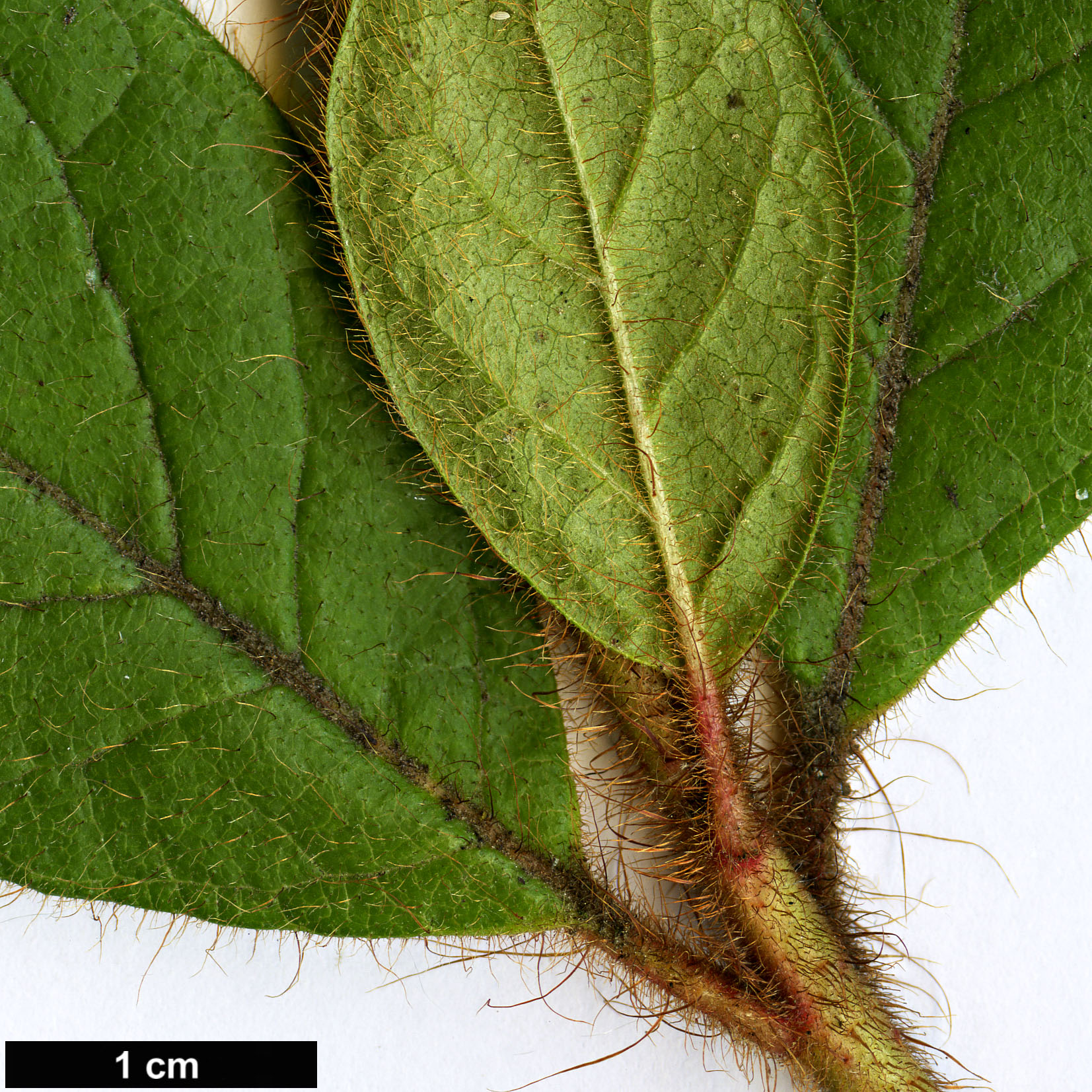 High resolution image: Family: Ericaceae - Genus: Rhododendron - Taxon: oldhamii