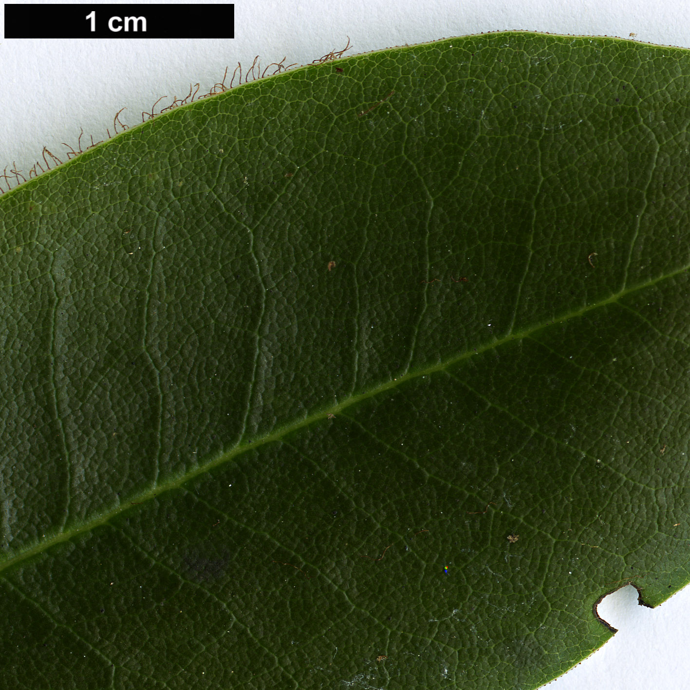 High resolution image: Family: Ericaceae - Genus: Rhododendron - Taxon: oligocarpum