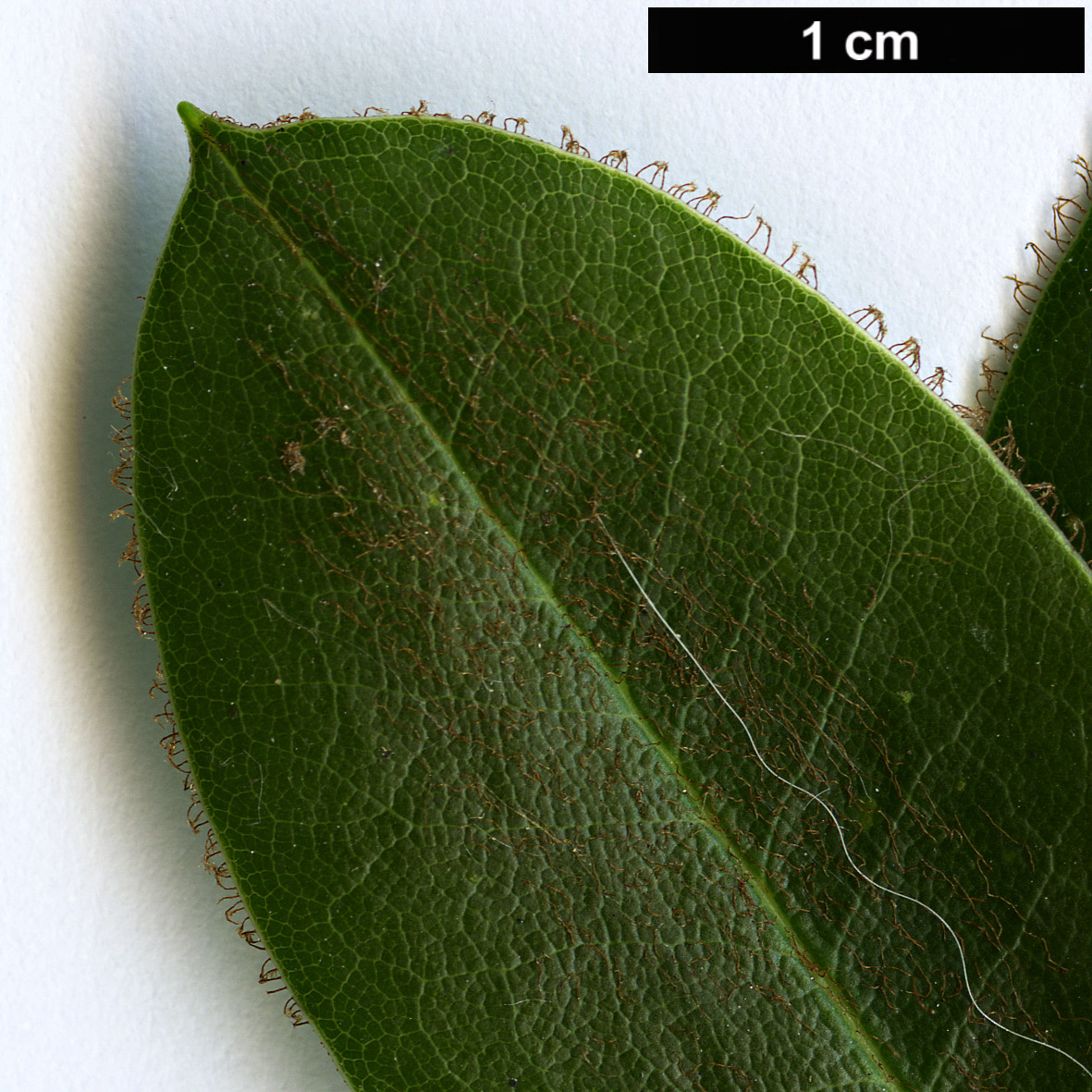 High resolution image: Family: Ericaceae - Genus: Rhododendron - Taxon: oligocarpum