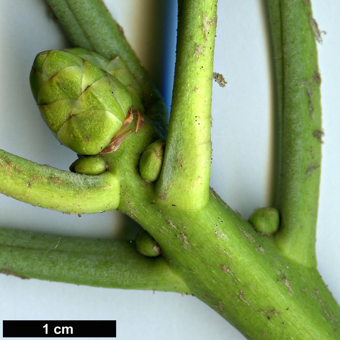 High resolution image: Family: Ericaceae - Genus: Rhododendron - Taxon: onii