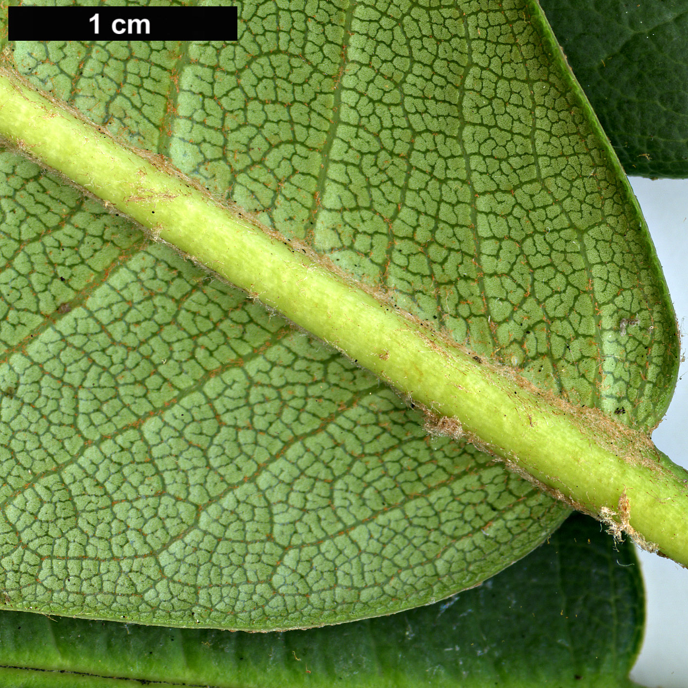 High resolution image: Family: Ericaceae - Genus: Rhododendron - Taxon: onii