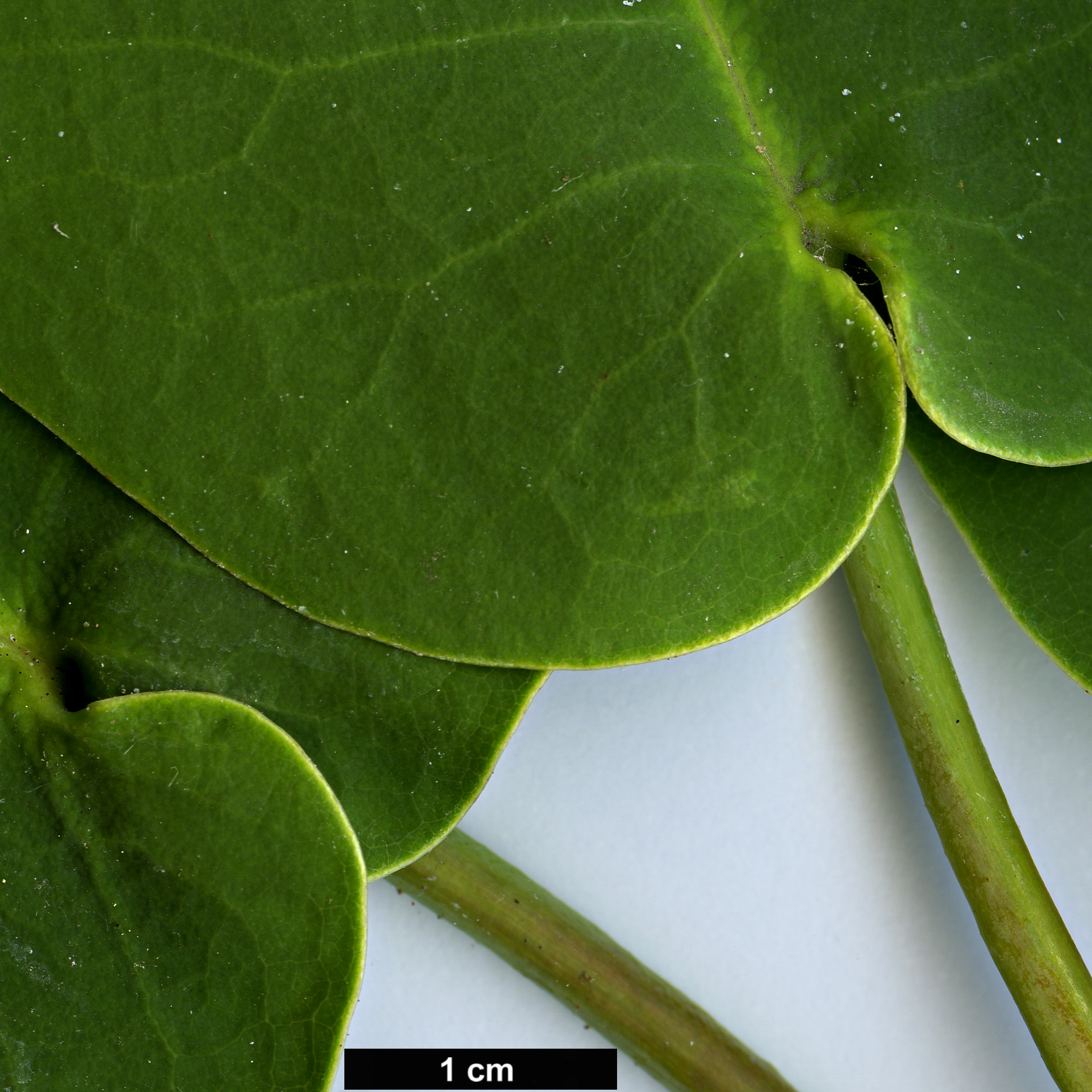 High resolution image: Family: Ericaceae - Genus: Rhododendron - Taxon: orbiculare