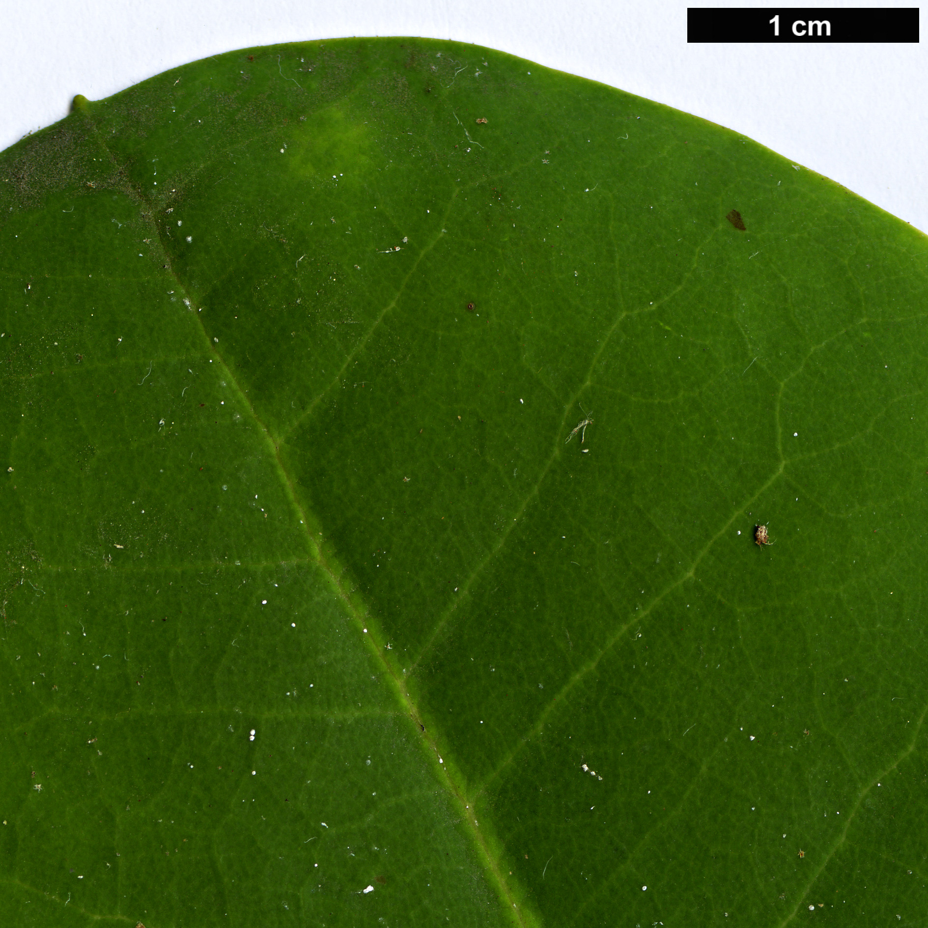 High resolution image: Family: Ericaceae - Genus: Rhododendron - Taxon: orbiculare