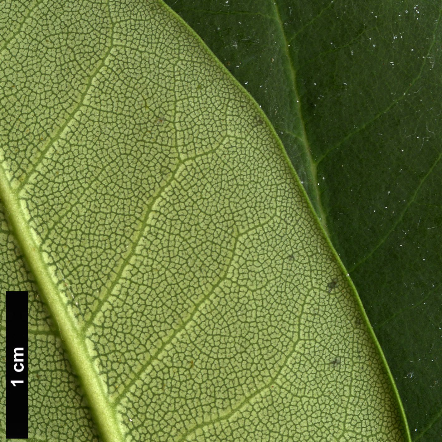 High resolution image: Family: Ericaceae - Genus: Rhododendron - Taxon: oreodoxa