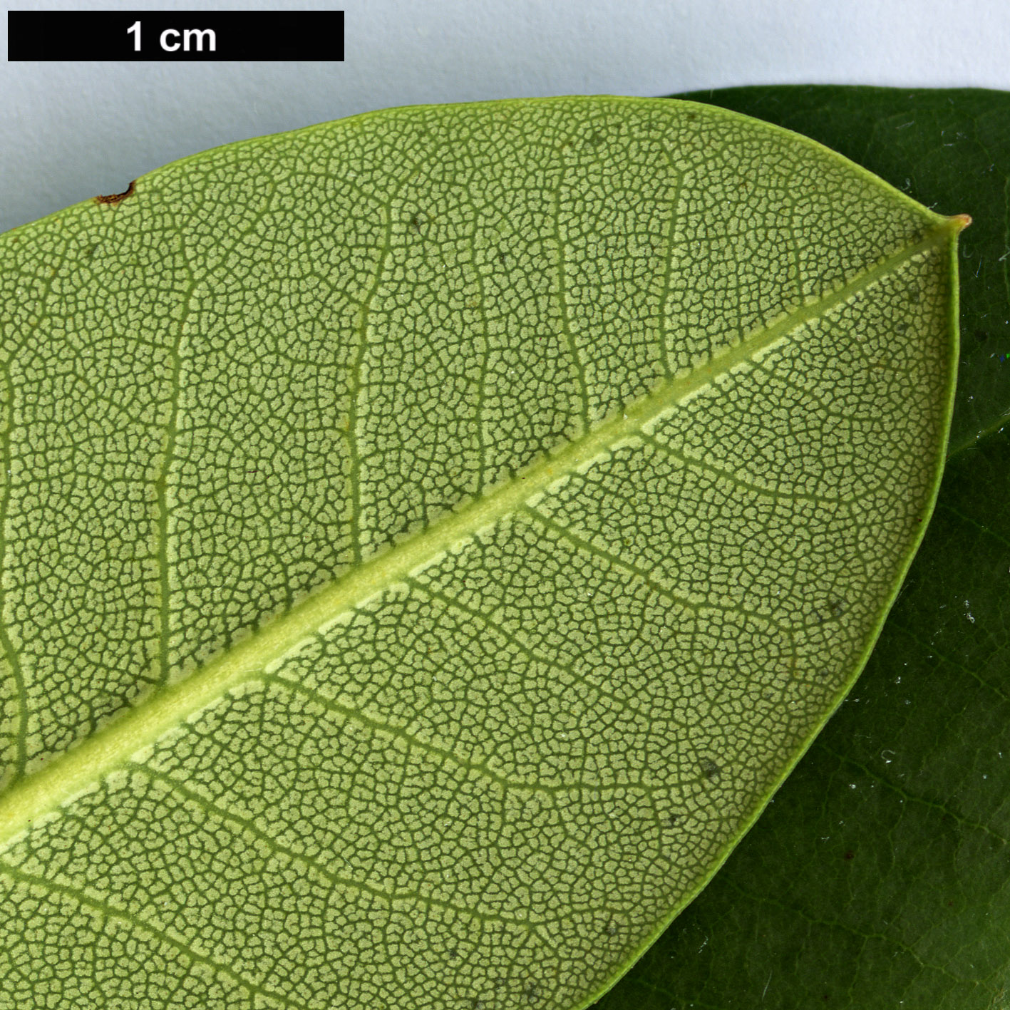 High resolution image: Family: Ericaceae - Genus: Rhododendron - Taxon: oreodoxa