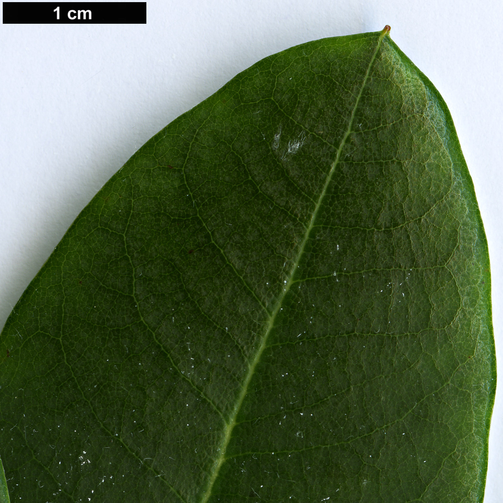 High resolution image: Family: Ericaceae - Genus: Rhododendron - Taxon: oreodoxa